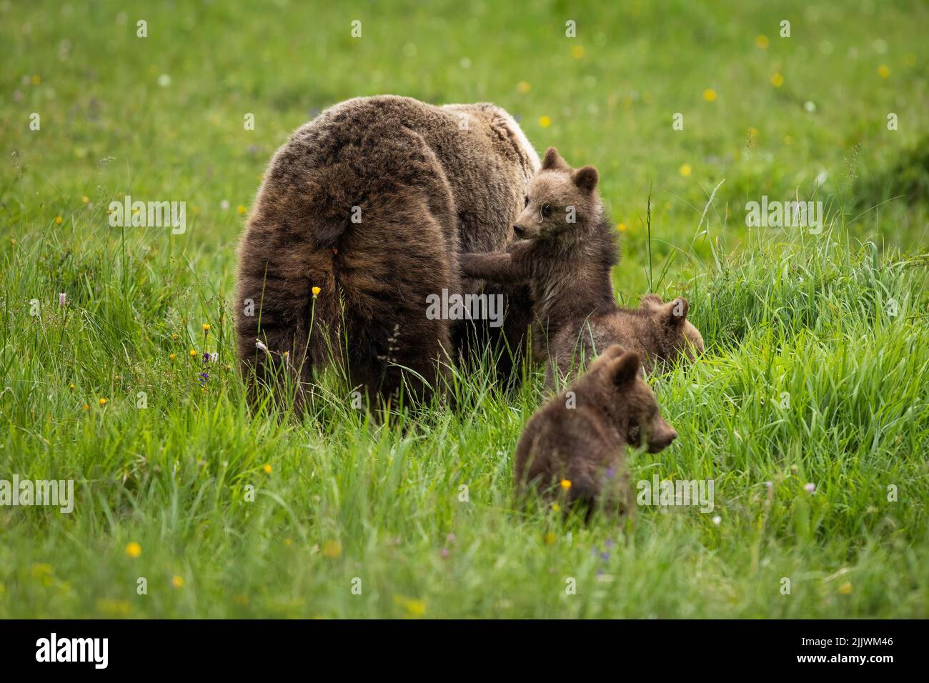 Familia oso marrón jugando en la pradera en la naturaleza de verano Foto de stock