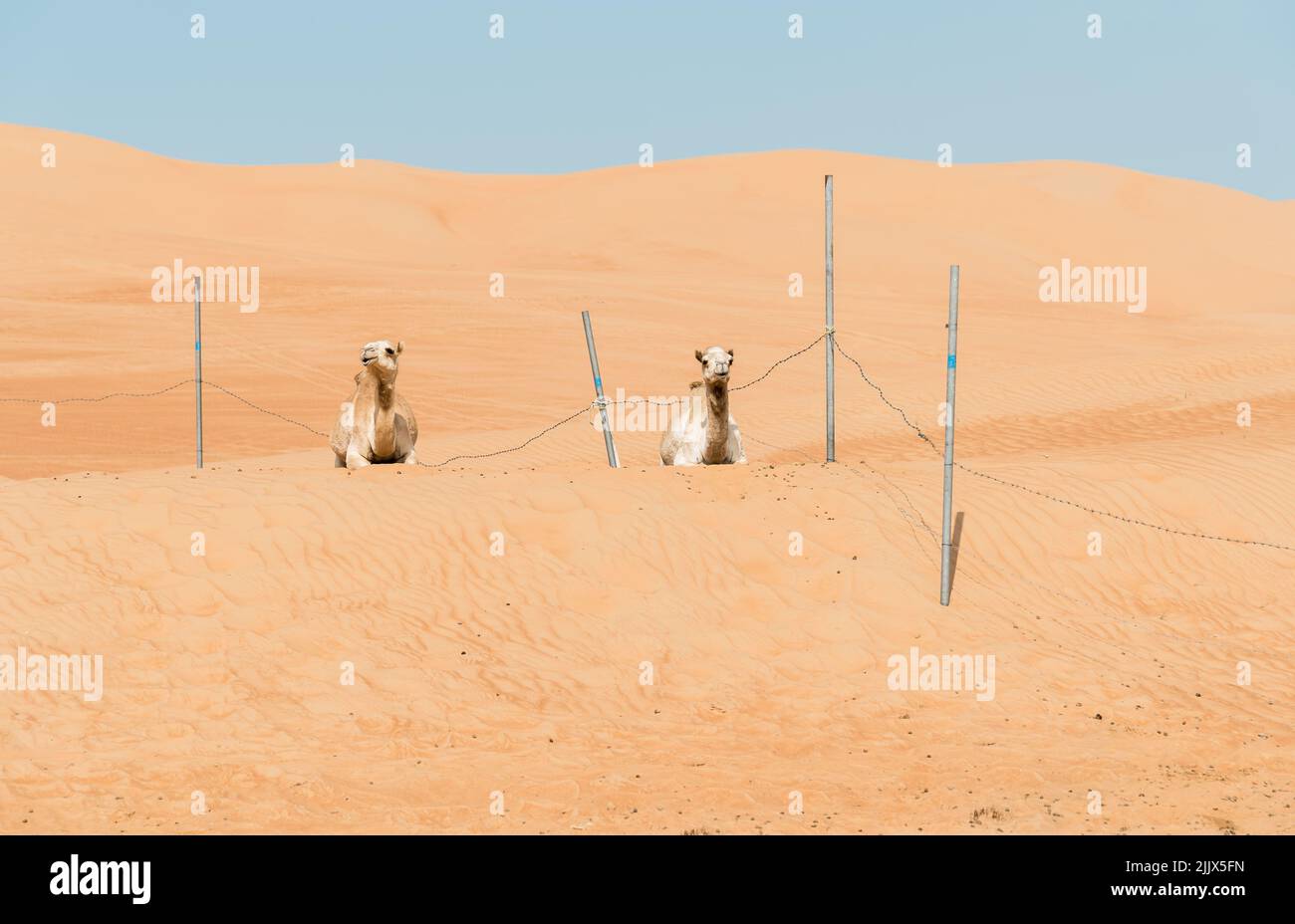 Dos camellos descansando sobre la arena en las arenas de Wahiba del desierto en Omán. Foto de stock