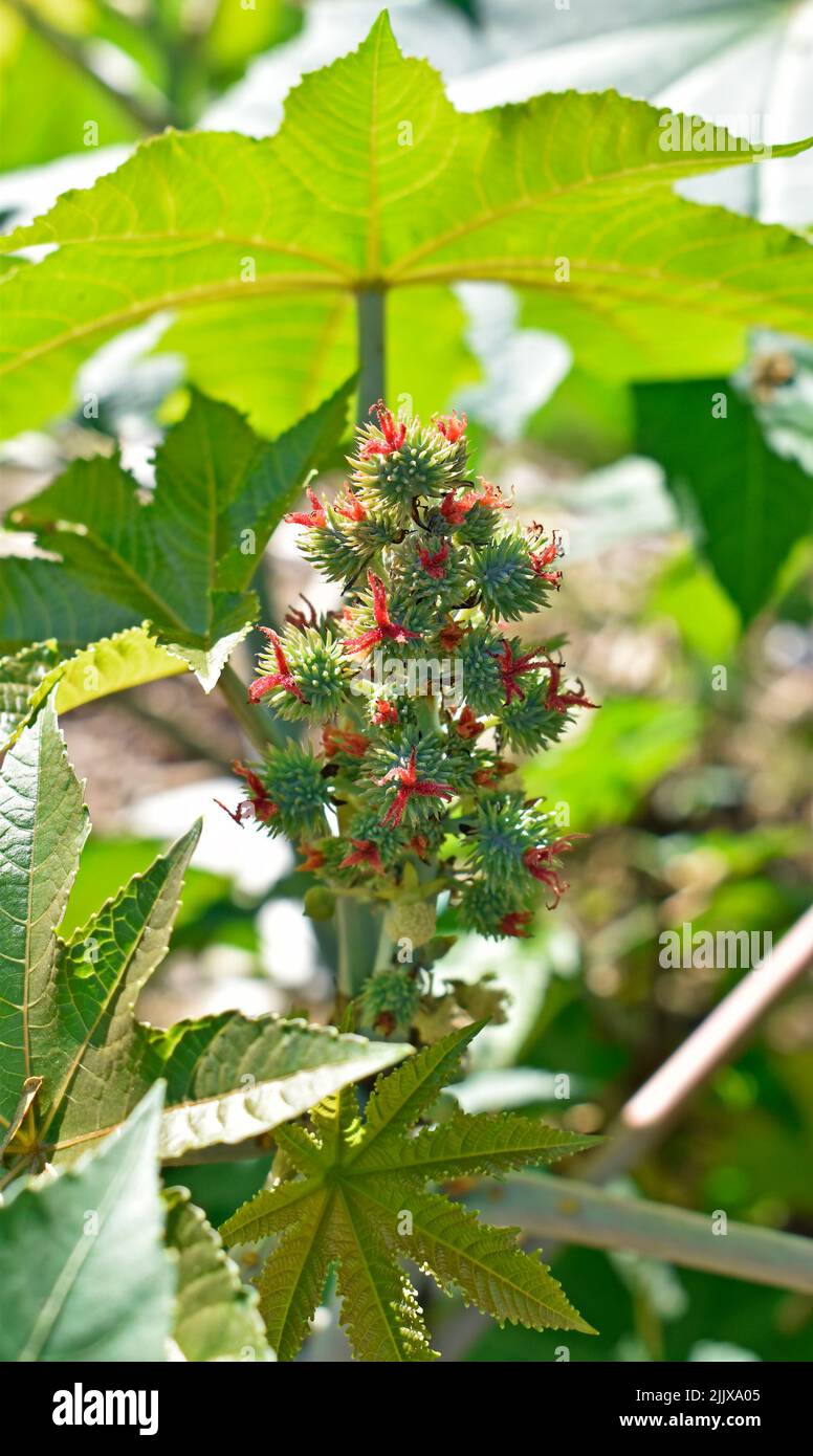 Flores y frutos de ricino (Ricinus communis) en árbol, Río Foto de stock