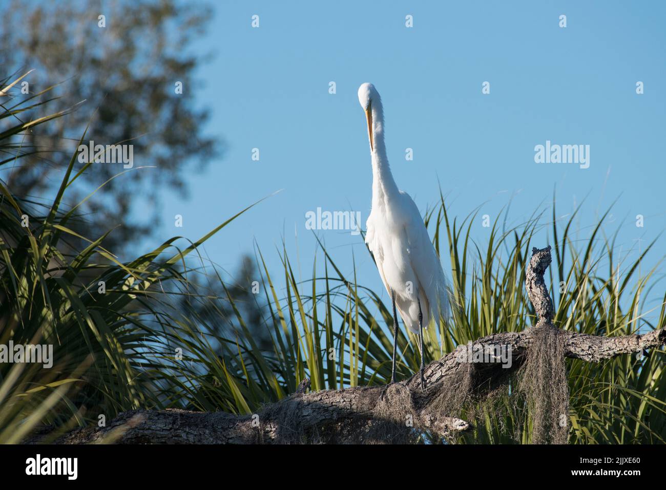 Una Gran Garza se asienta en una sucursal en el Parque Estatal Tera CEIA Preserve, Florida, EE.UU Foto de stock