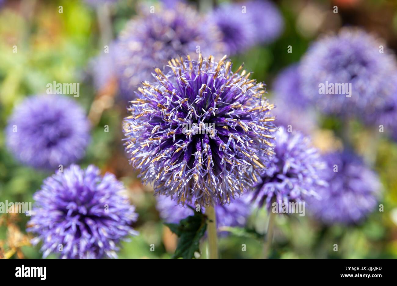 Allium hollandicum o sensación púrpura en el jardín de Suffolk Foto de stock