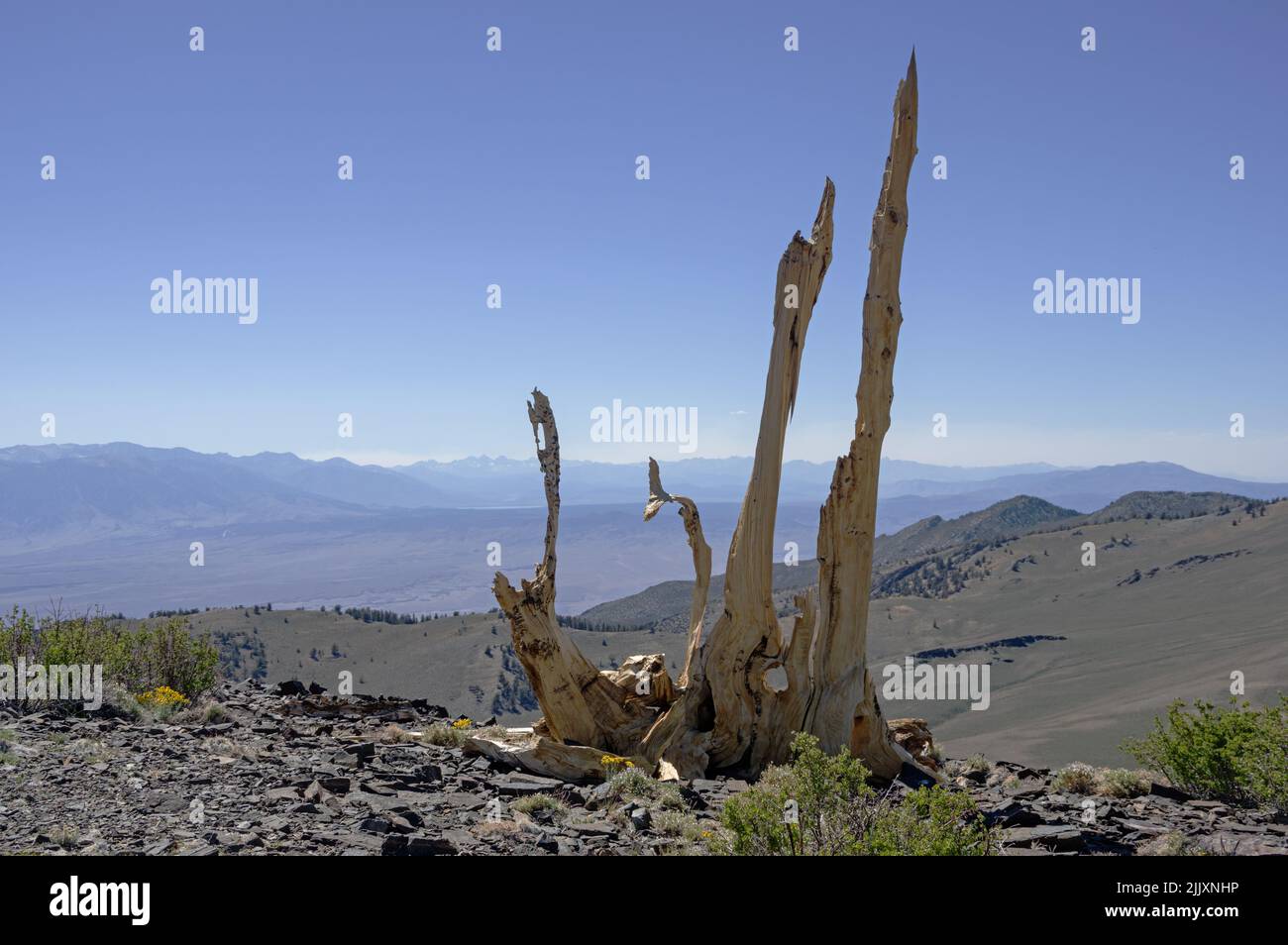El viejo pino bristlecone muerto permanece en el lado de la colina de la línea del condado en las montañas blancas cerca de Bishop California Foto de stock