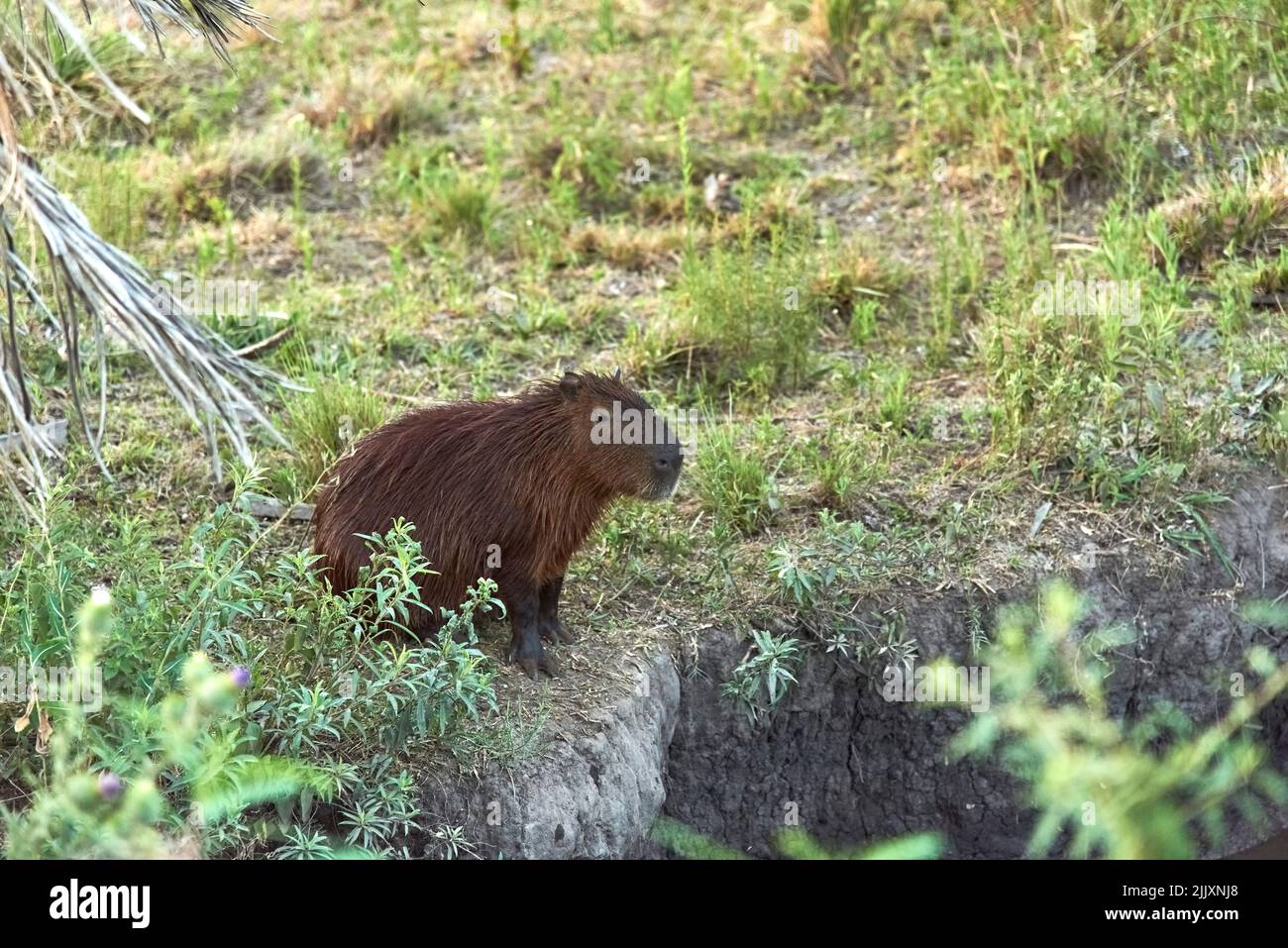 Capibara, hydrochoerus hydrochaeris, el roedor viviente más grande, nativo de América del Sur