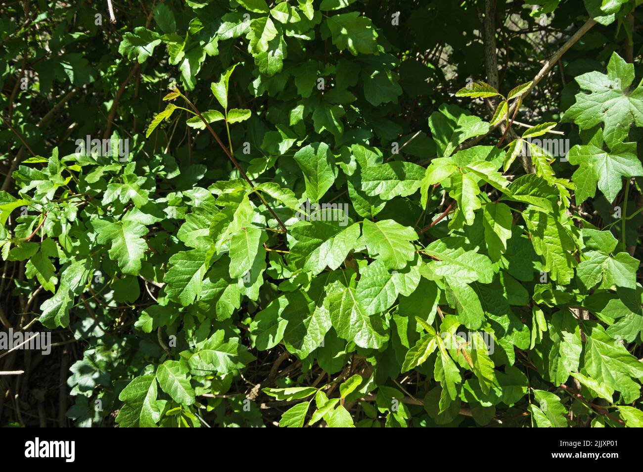 Las hojas de roble venenoso o Toxicodendron Diversilobum crecen al lado de un sendero en el Condado de San Diego Foto de stock