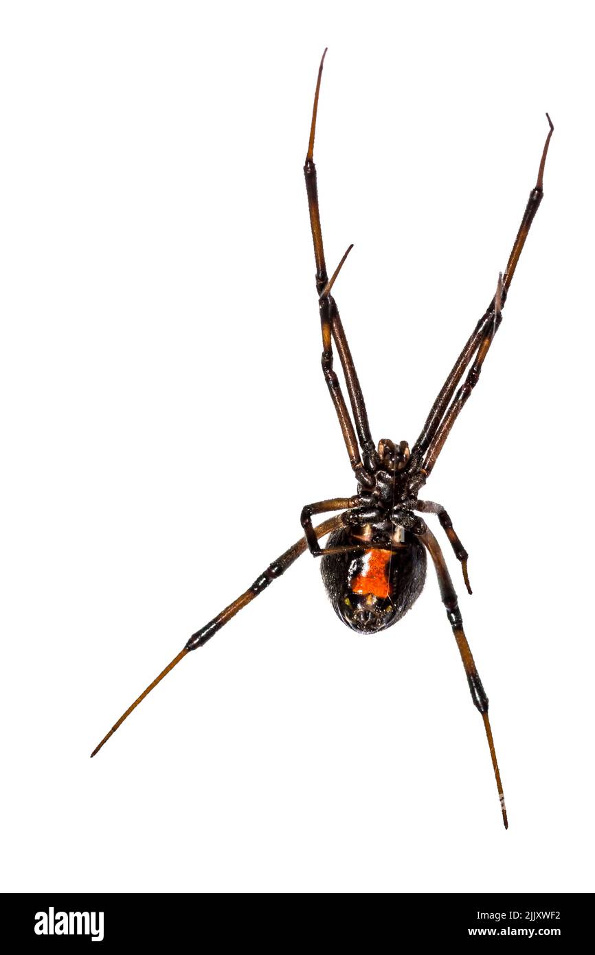 Araña viuda negra - Latrodectus mactans Foto de stock