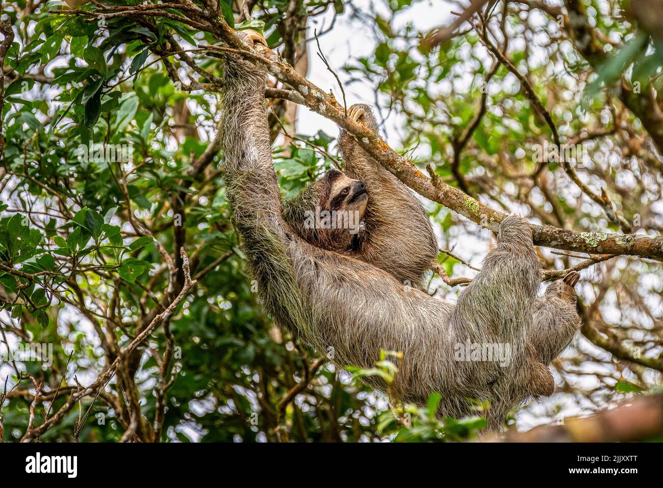 Perezoso de garganta parda - Bradypus variegatus - Una especie de perezoso de tres dedos trepando por un árbol Foto de stock