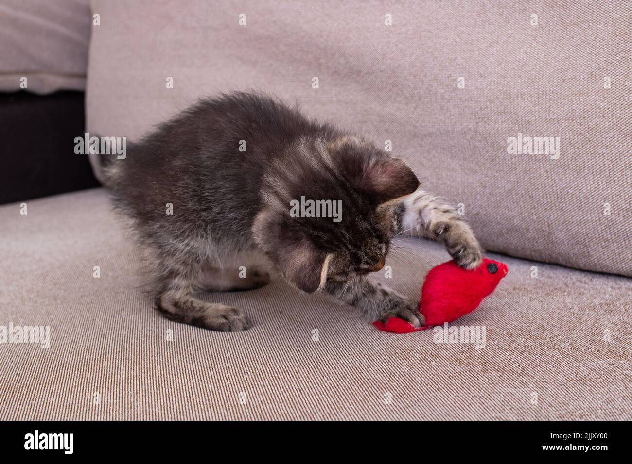 Little Grey Kitten jugando con Toy Mouse Foto de stock