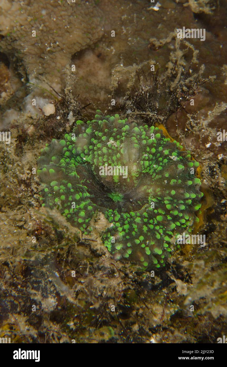 Coral pedregoso, Lobophyllia pachysepta, Mussidae, Anilao, Batangas, Filipinas, Océano Indo-pacífico, Asia Foto de stock