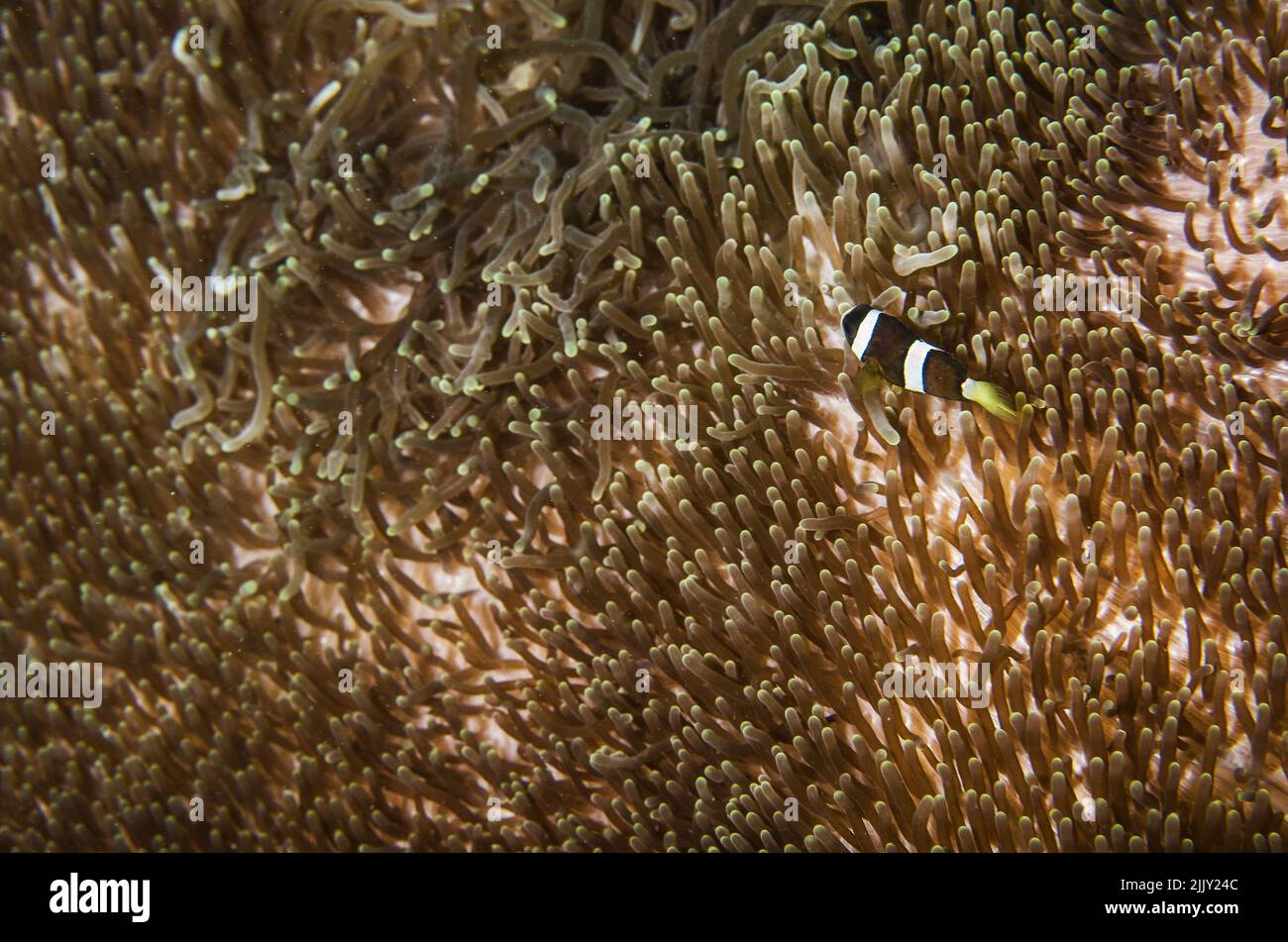 Anemone Magnífico del Mar, Heteractis magnifica, Stichodactylidae, con el pez payaso Amphiprion clarkii, Pomacentridae, Anilao, Batangas, Filipinas Foto de stock