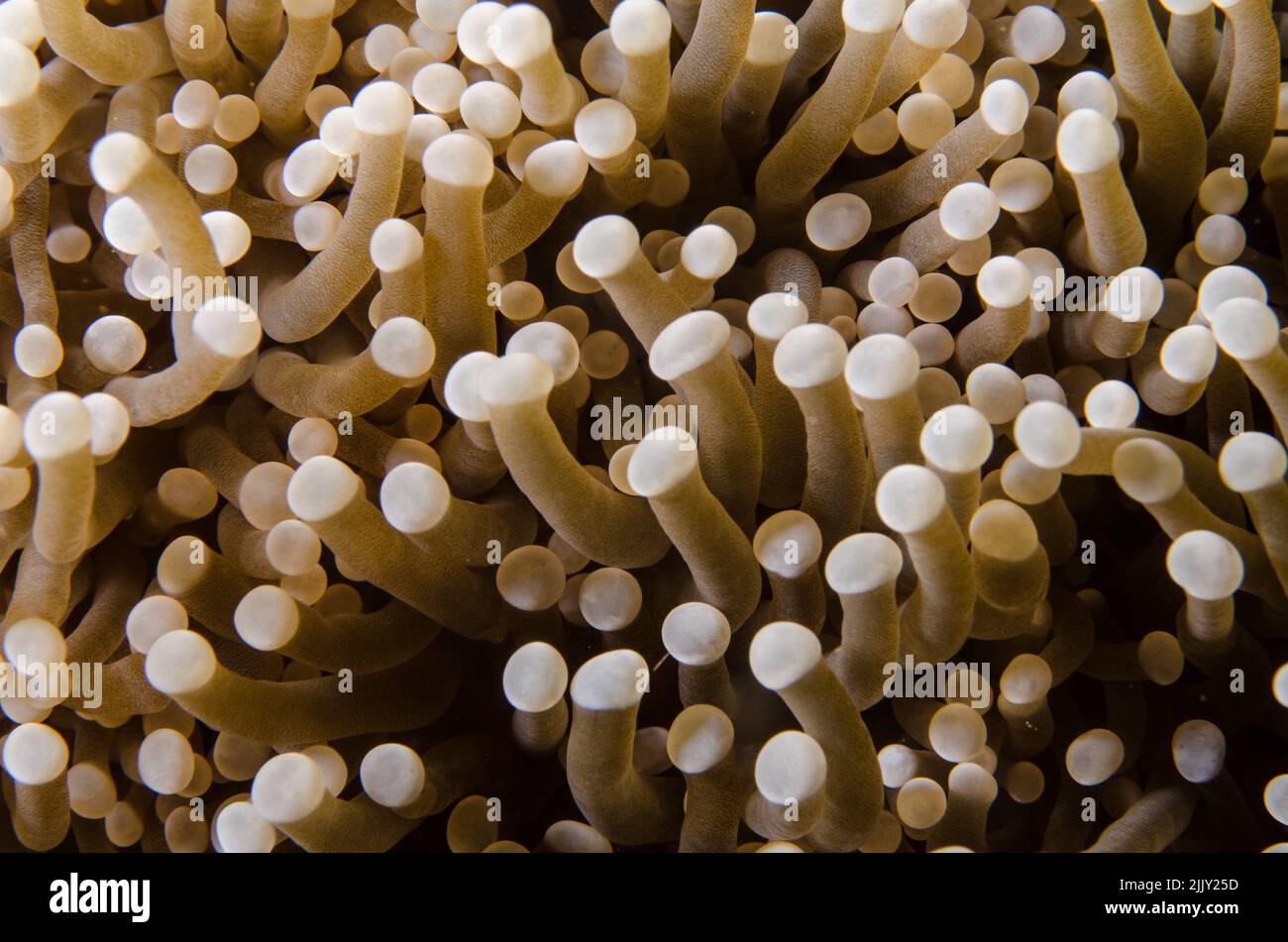 Hongo Coral, Heliofungia actiniformis, Fungiidae, Anilao, Batangas, Filipinas, Océano Indo-pacífico, Asia Foto de stock