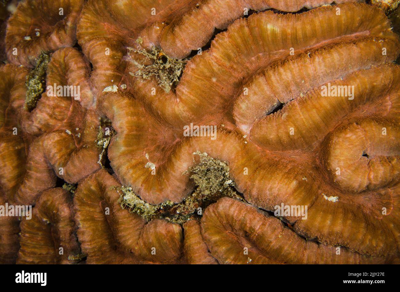 Coral pedregoso, Lobophyllia hemprichii, Mussidae, Anilao, Batangas, Filipinas, Océano Indo-pacífico, Asia Foto de stock