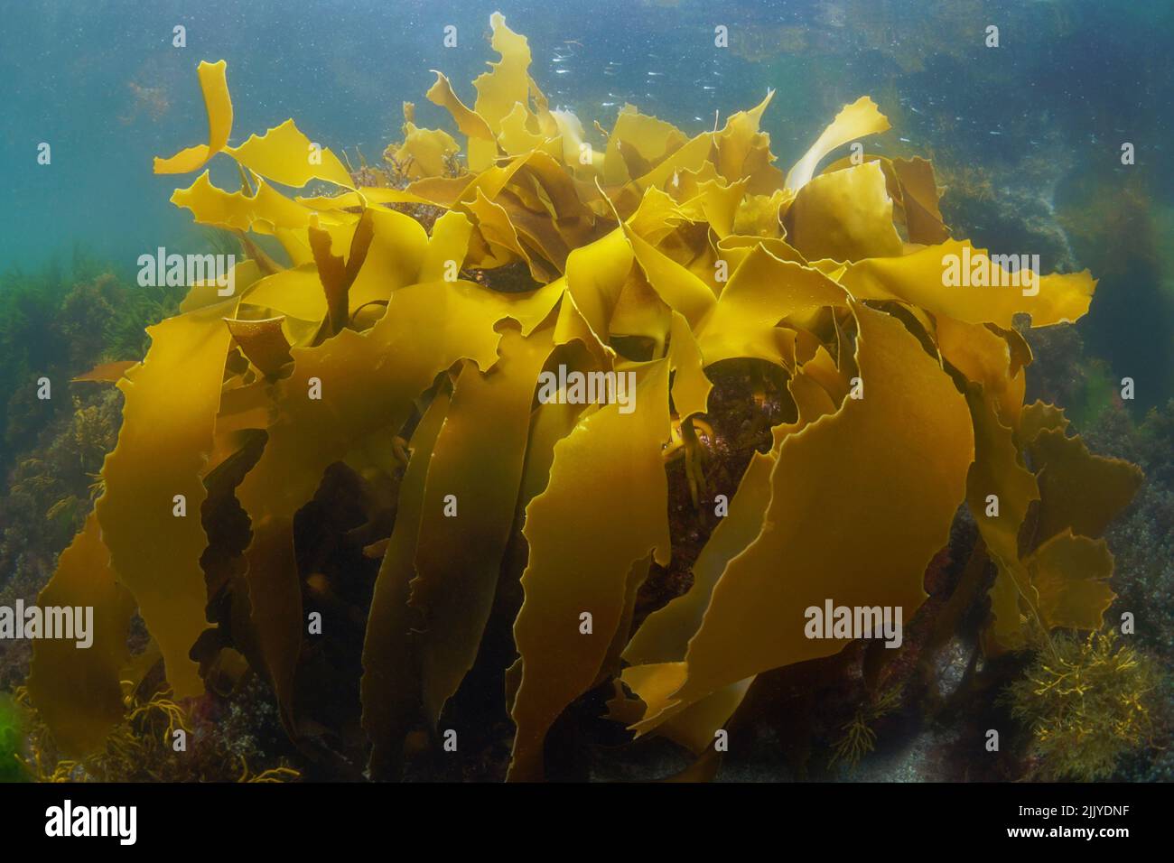 Algas marinas Laminaria ochroleuca, algas pardas submarinas en el océano Atlántico, España, Galicia Foto de stock