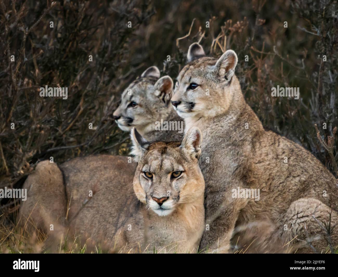 barato mañana balsa Pumas salvajes fotografías e imágenes de alta resolución - Alamy
