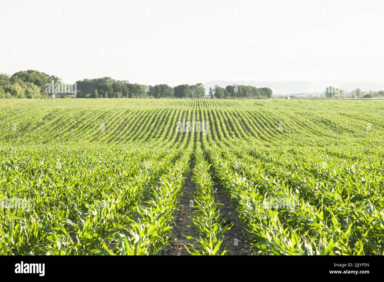 Hileras de maíz verde y olas de los campos agrícolas de Ucrania. Antecedentes agrícolas Foto de stock