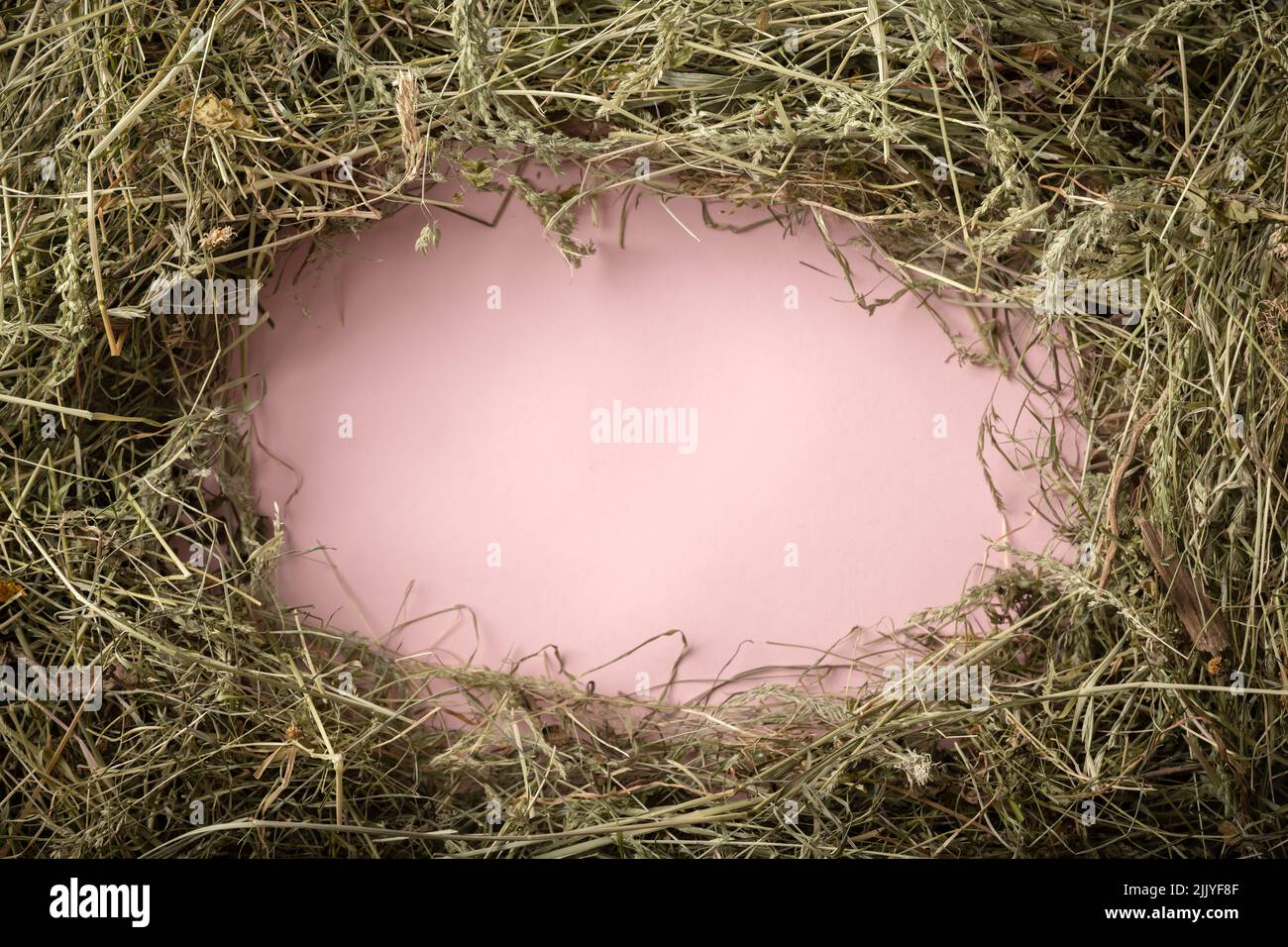 Bastidor del heno de paja seco en la mesa rosa. Fondo rural del pueblo Foto de stock