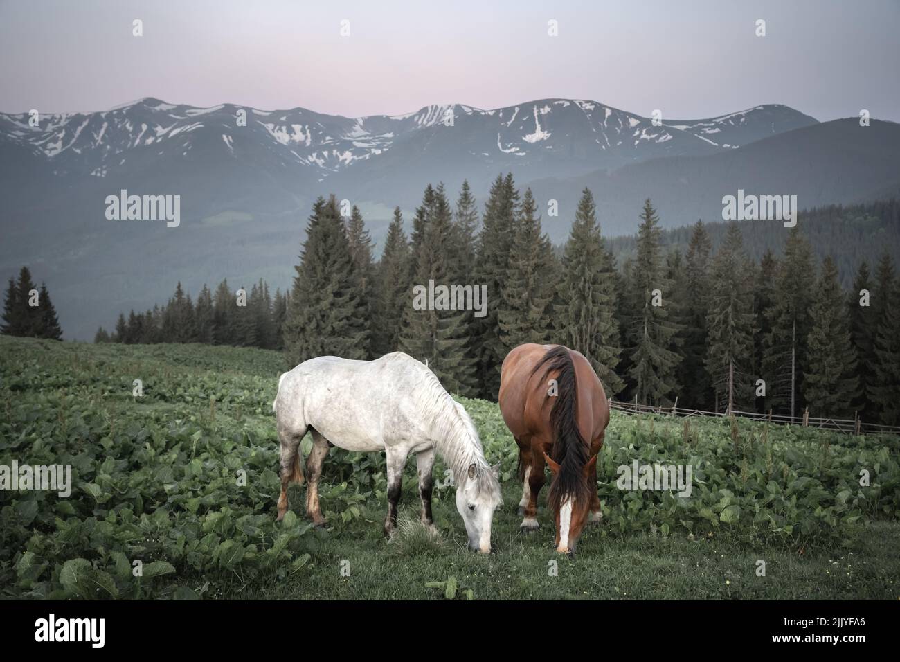Par de caballos en pradera de primavera en el valle de las montañas. Fotografía de paisajes Foto de stock