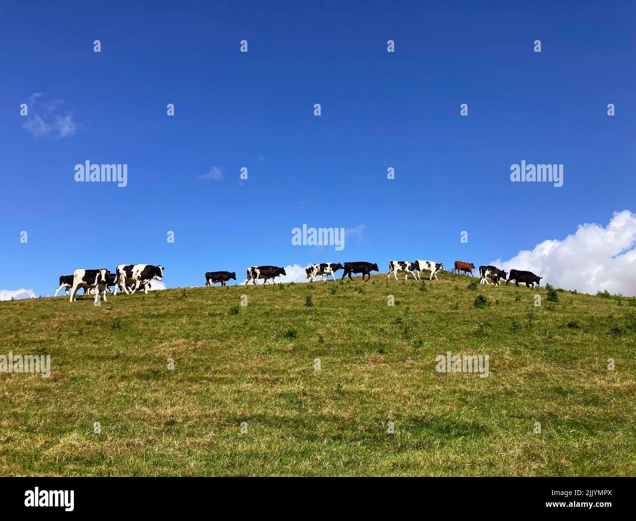Vacas Irlanda Foto de stock