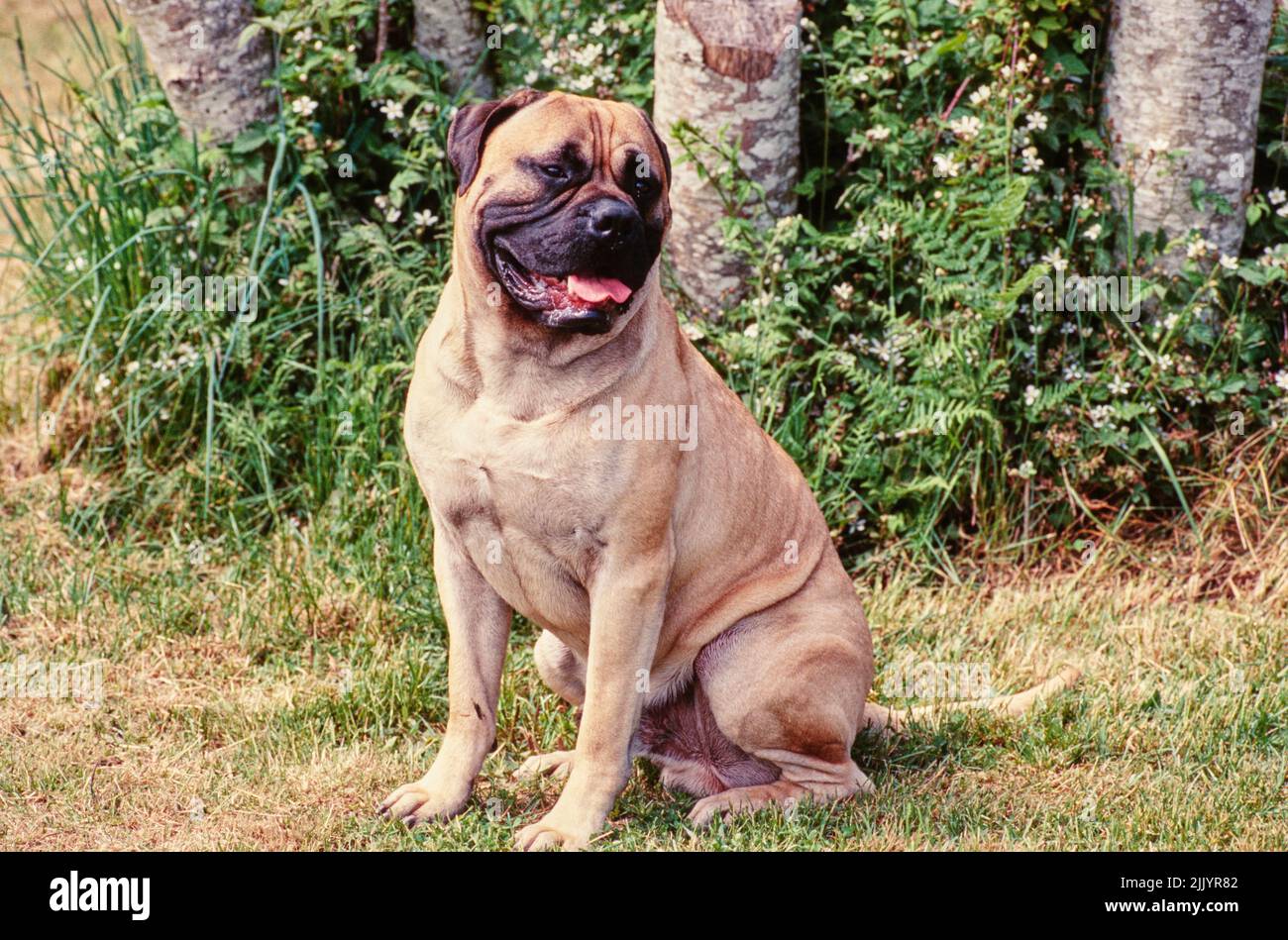 Un perro mastín de toro en hierba Fotografía de stock - Alamy
