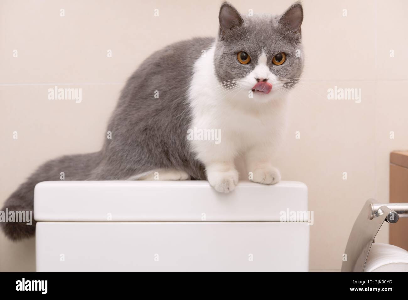 un lindo gato británico shorthair sentado en la parte superior de un tanque de agua de un commode Foto de stock