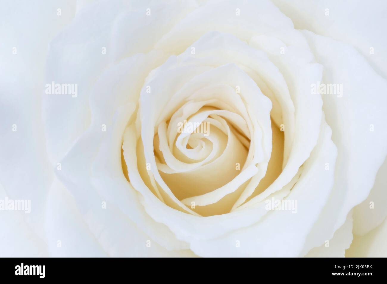 primer plano de la hermosa rosa blanca Foto de stock