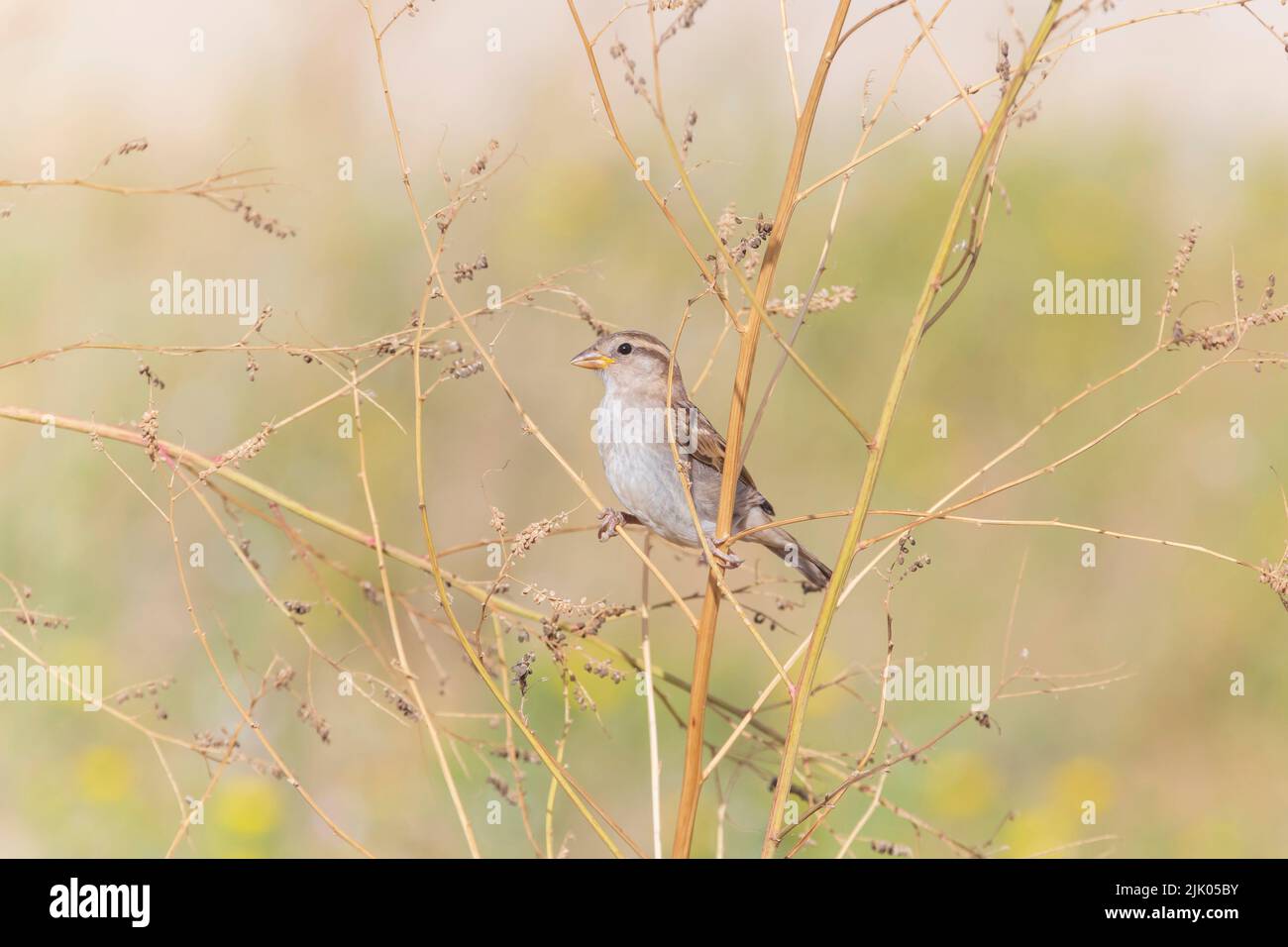 vista sobre sparrow sentado en la planta en el prado Foto de stock