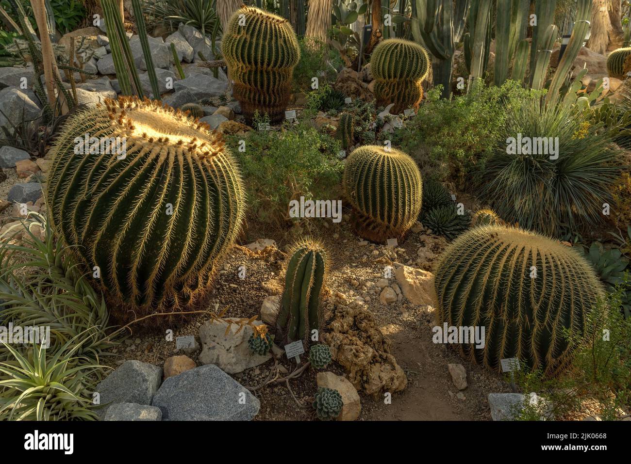 Hermosos cactus en el Palmengarten en Frankfurt, Alemania Foto de stock