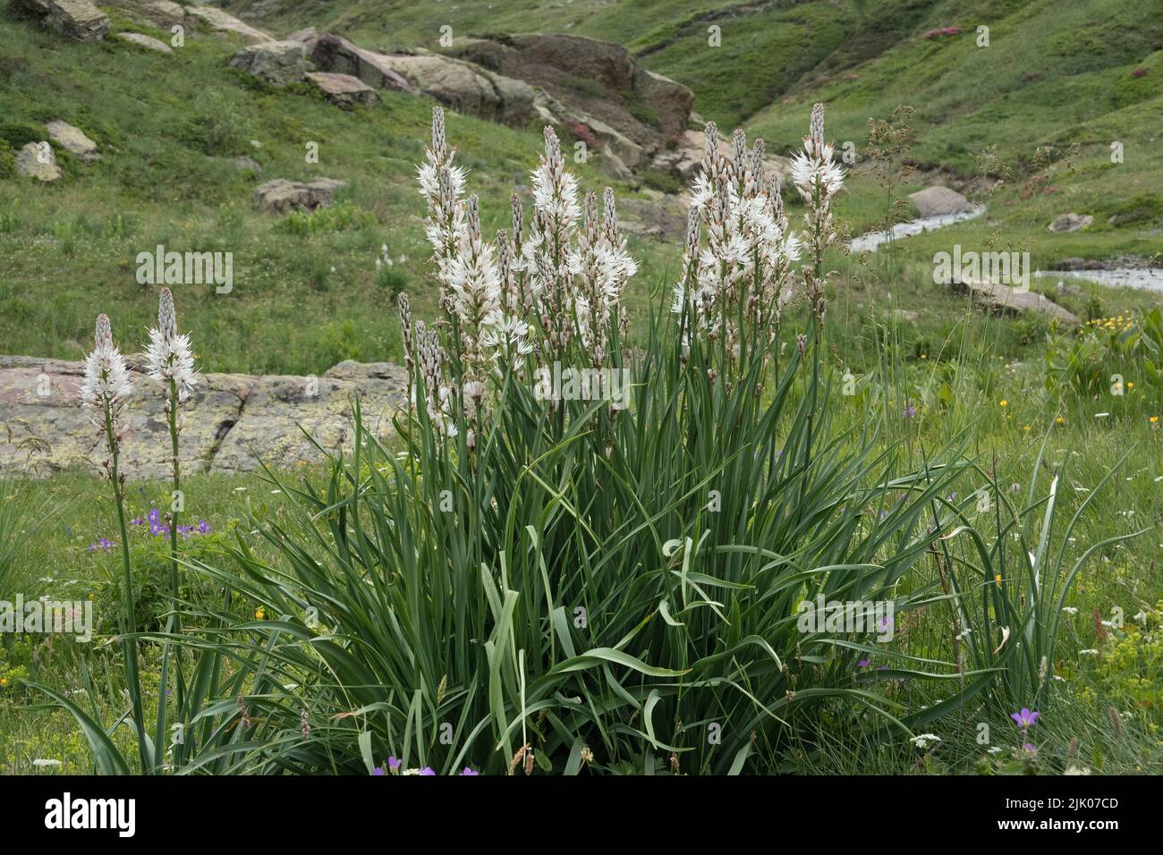 Ásphodels blancos, plantas con tallos largos y flores blancas, en paisaje alpino Foto de stock