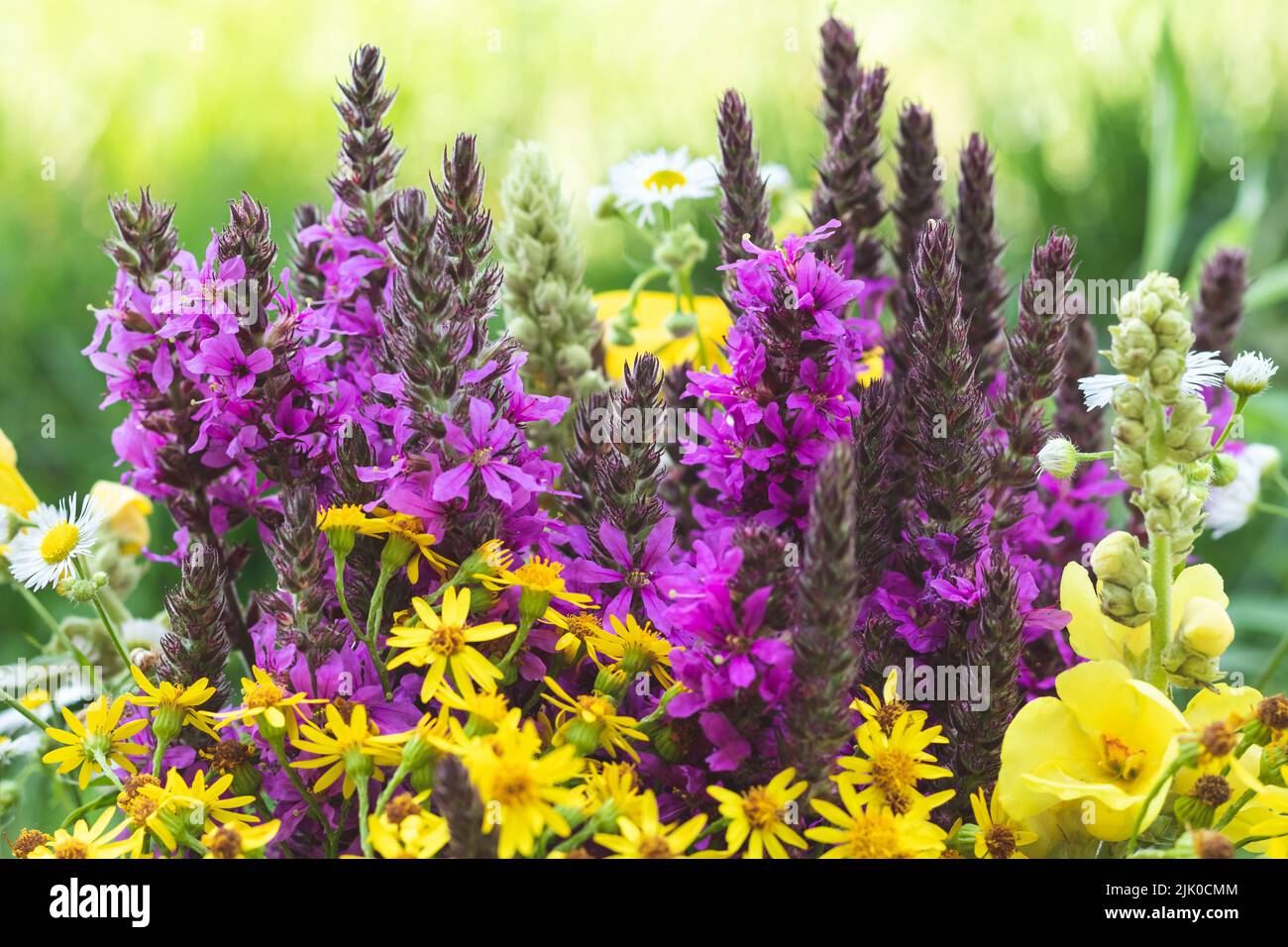 Pradera de hierbas de flores coloridas con flores silvestres de color púrpura y amarillo. Decoración artística, diseño floral. Hermoso papel pintado de naturaleza. Verano de verano Foto de stock