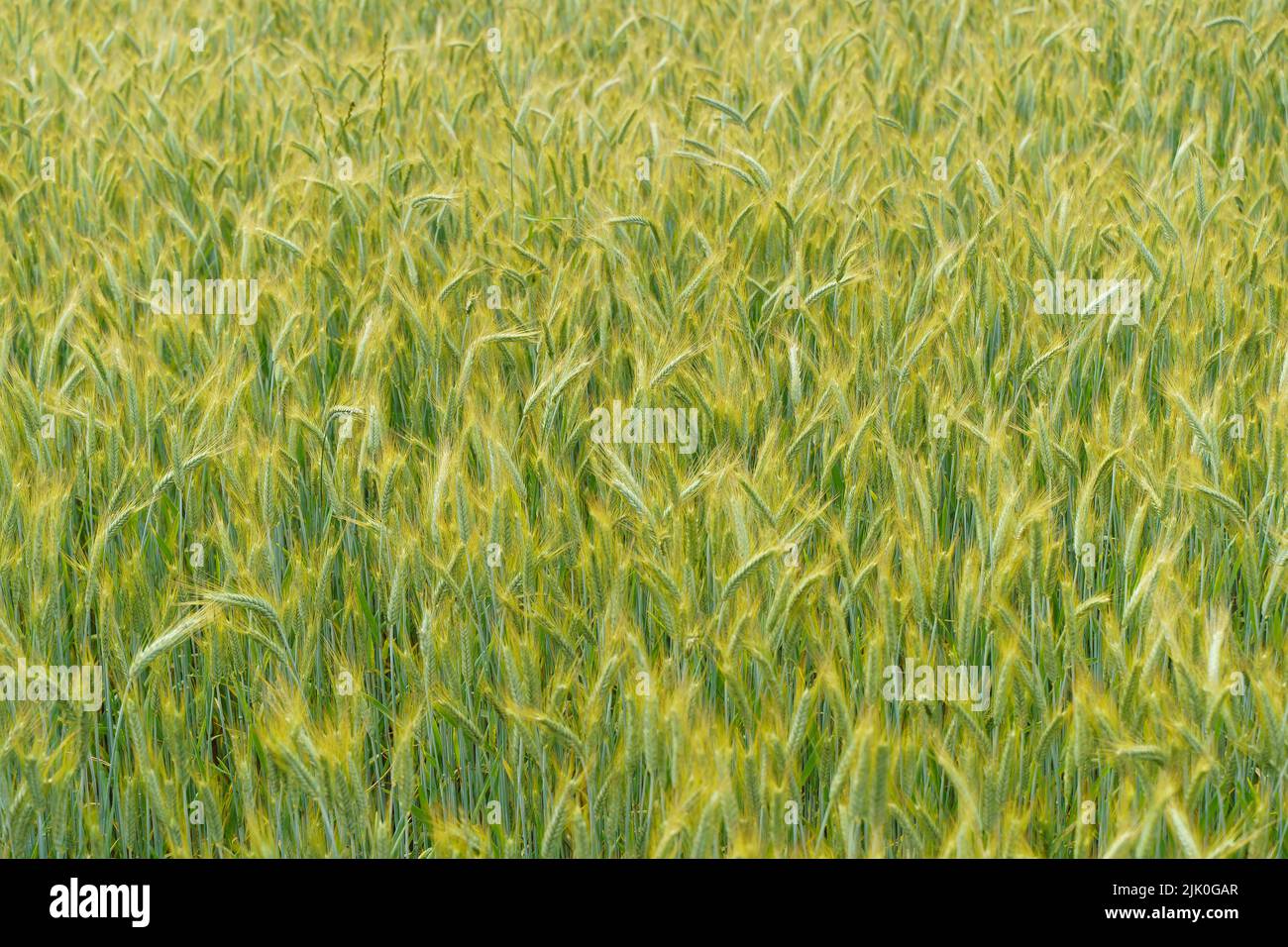 Campo de trigo en verano al atardecer. Orejas maduras de trigo en la granja durante la cosecha de verano. Concepto de agricultura, cereales y naturaleza ecológica. Fotografías de alta calidad Foto de stock