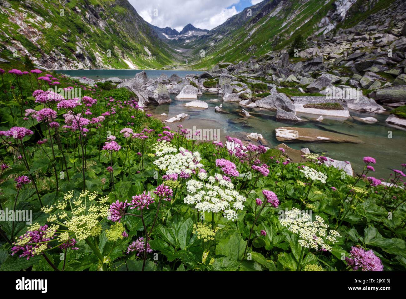 Flores en el Lago Dorfer. Valle alpino Dorfertal. Osttirol. Parque Nacional de Hohe Tauern. Alpes austríacos. Europa. Foto de stock