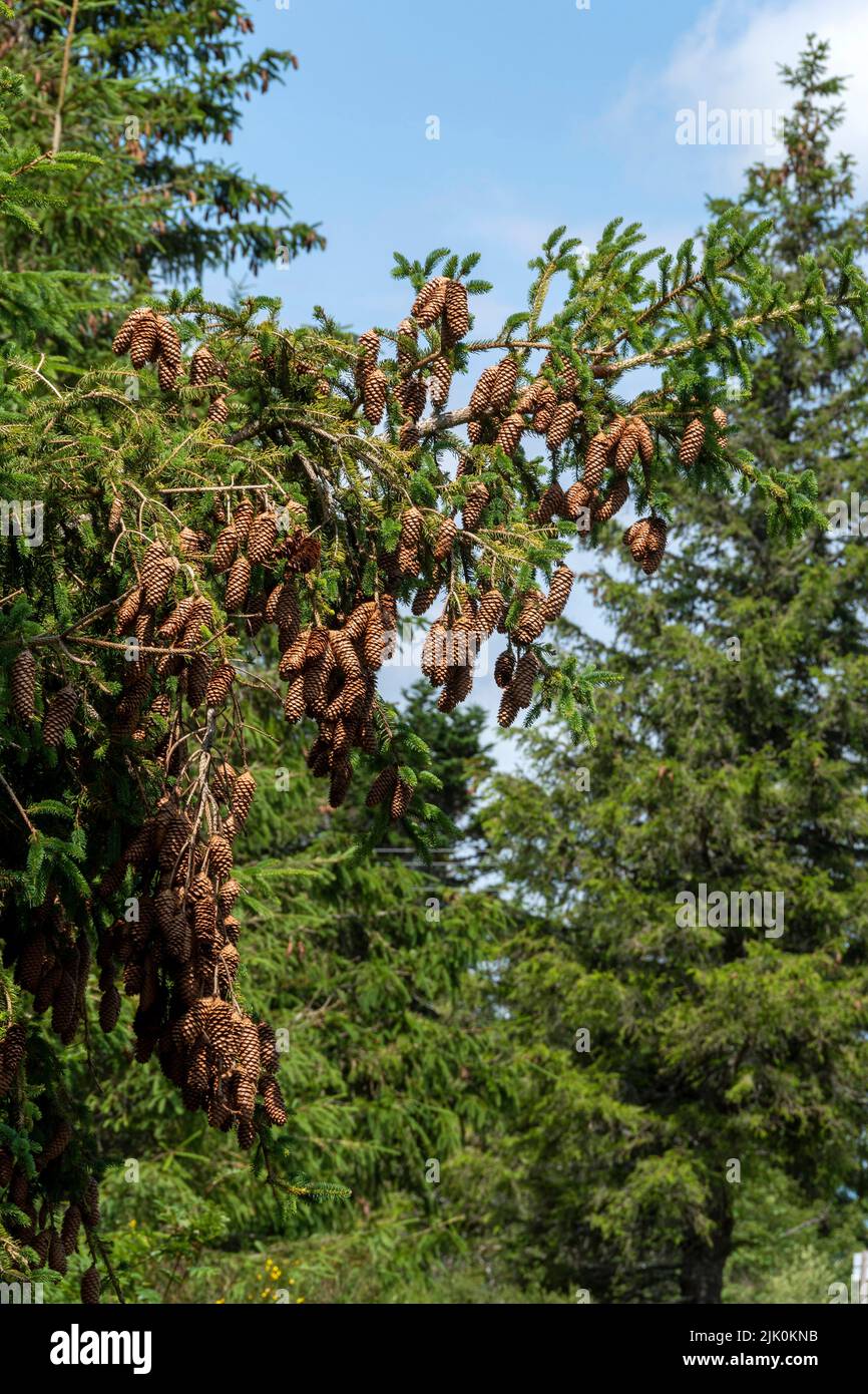 Ramificación con un montón de conos en un bosque de pinos en un soleado día de verano Foto de stock