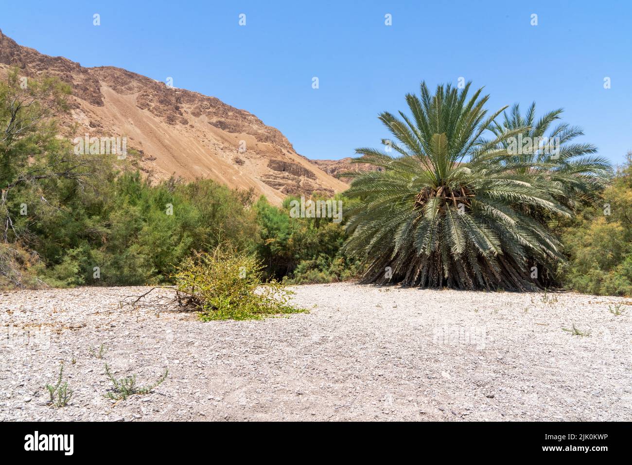 Ein Feshkha (Einot Tzukim) es una reserva natural y sitio arqueológico en la costa noroeste del Mar muerto, a unos tres kilómetros al sur de Qumr Foto de stock