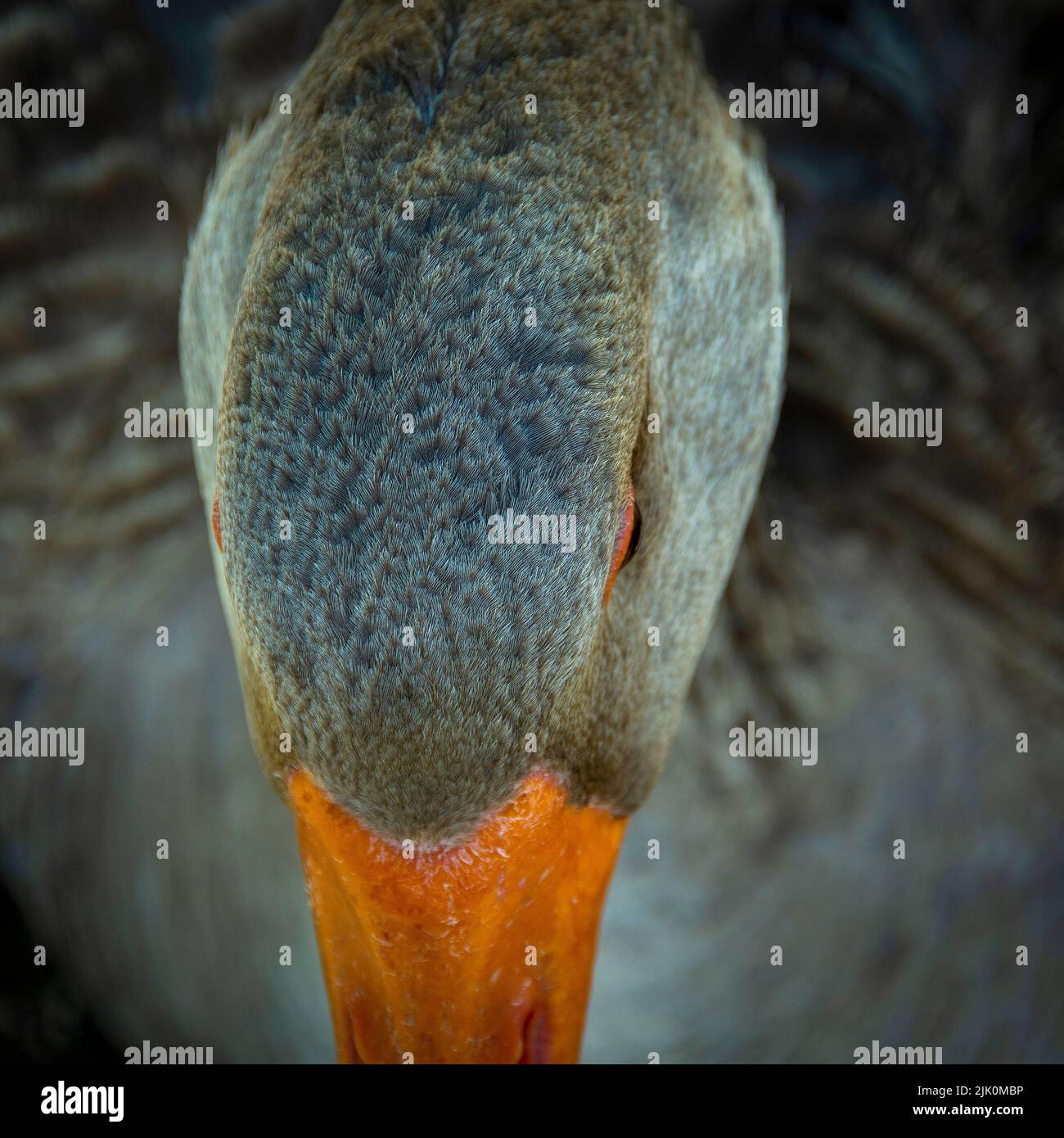 Foto aérea de la cabeza de un ganso con su cuerpo en el fondo Foto de stock