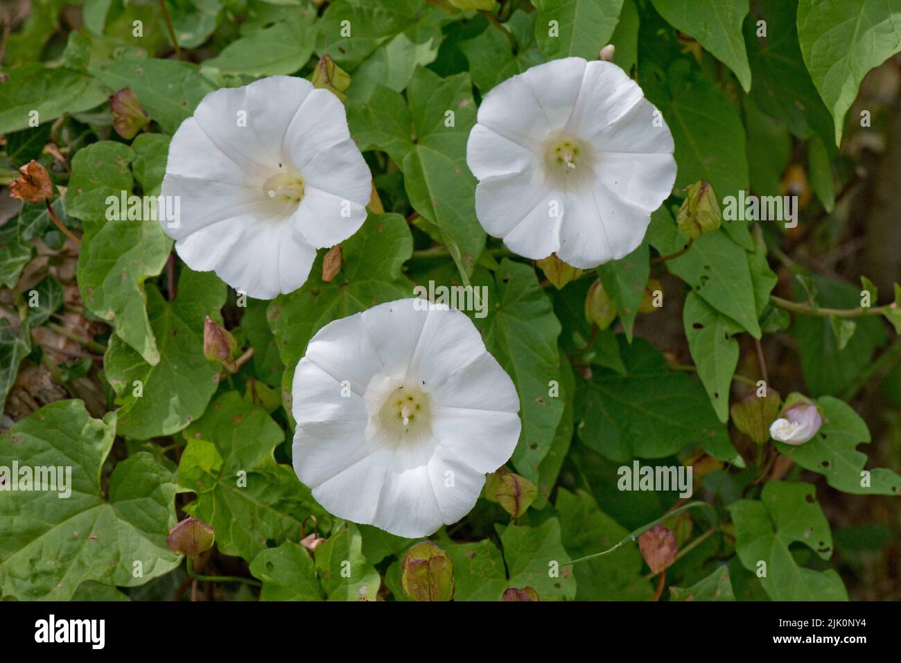 Bindweed grande o del sepium del sepium del sepium del sepium del sepium del sepium blanco, flor entre las hojas de una hierba que sube, Berkshire, julio Foto de stock