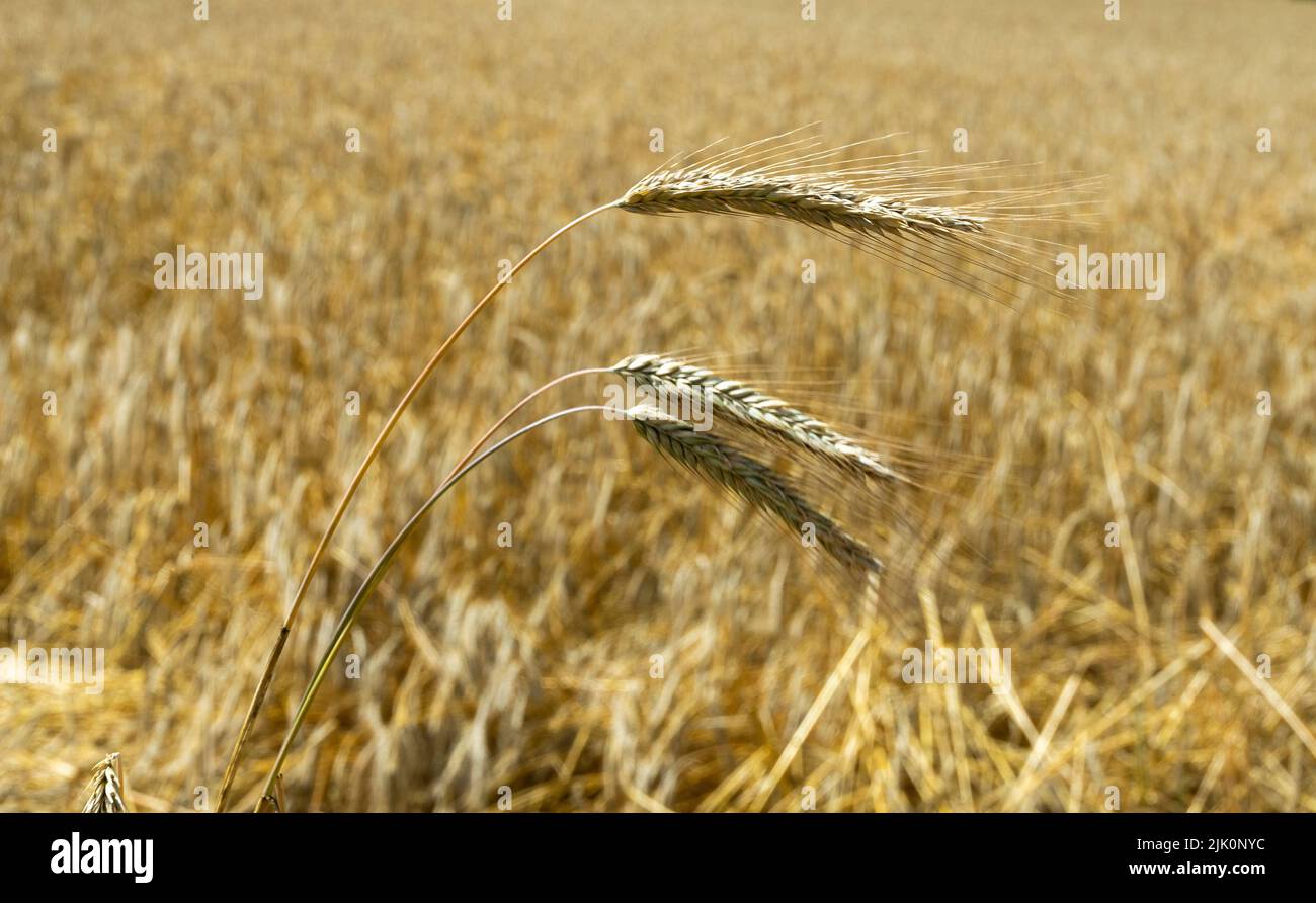 Trigo maduro contra un fondo de campo de trigo dorado Foto de stock