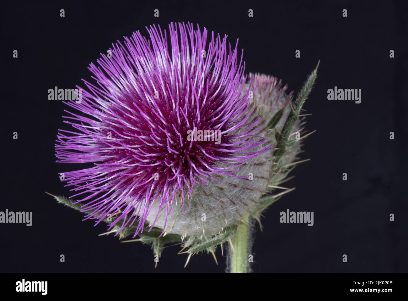Cardo de lana (Cirsium eriophorum) flor única con flores de disco púrpura y cabeza de flor esférica cubierta de espinas y pelos de malla, Foto de stock