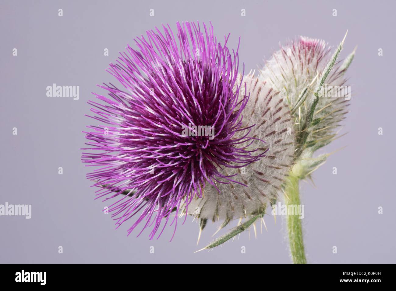 Cardo de lana (Cirsium eriophorum) flor única con flores de disco púrpura y cabeza de flor esférica cubierta de espinas y pelos de malla, Foto de stock
