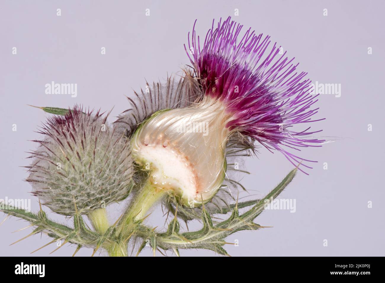 Corte de cardo lanoso (Cirsium eriophorum) a través de una flor con floretes de disco púrpura, cabeza redonda, aquenes en desarrollo, receptáculo y pappus Foto de stock
