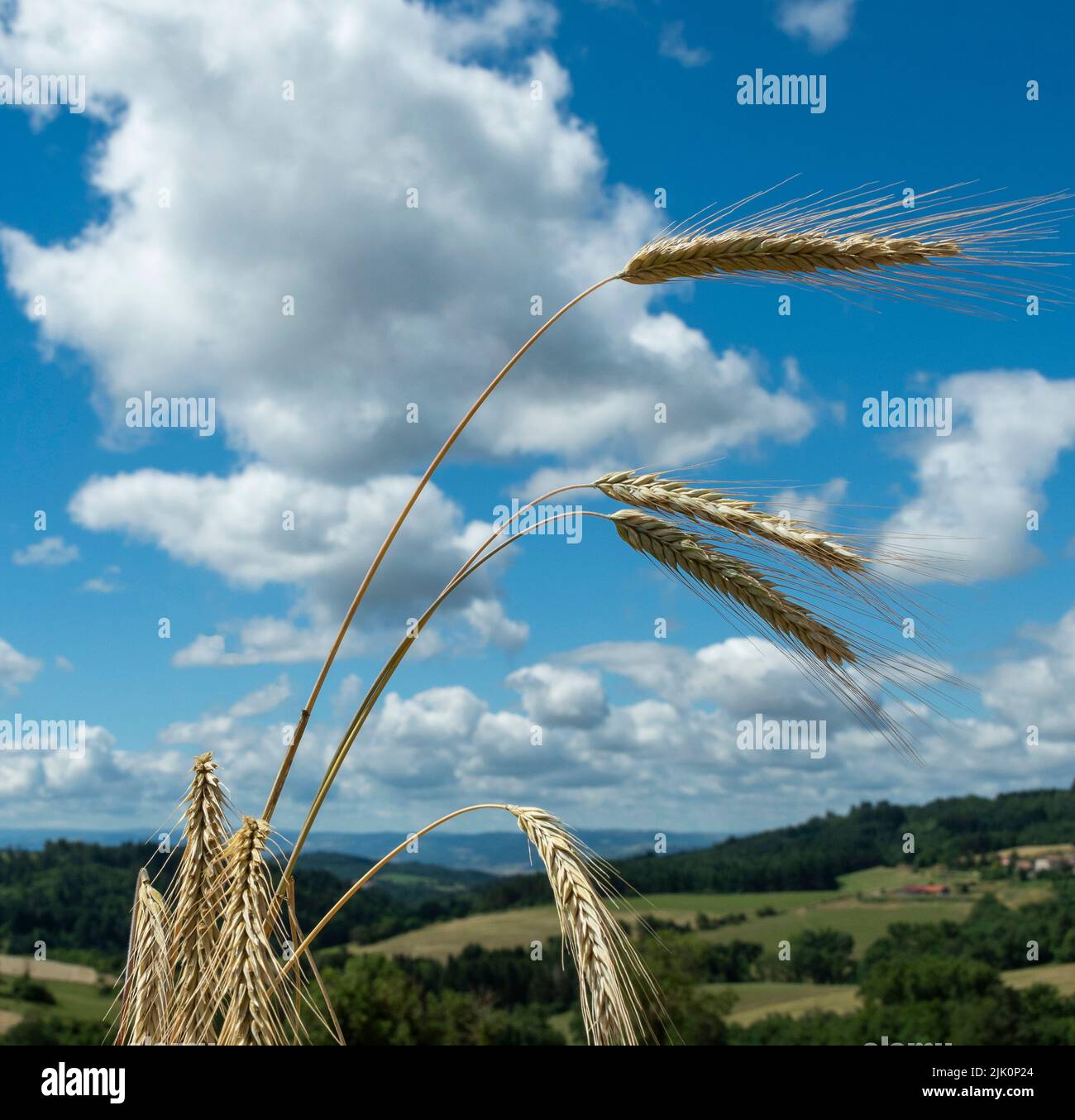 Campo de trigo maduro sobre un fondo de cielo azul y nubes Foto de stock