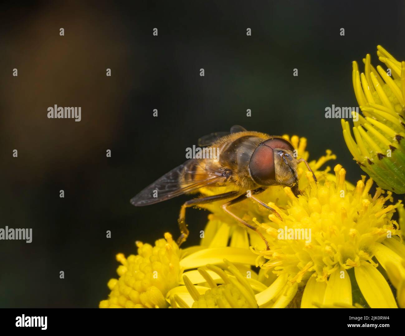 Una mosca inofensiva de Hover, con grandes ojos rojos, sorbe néctar de las flores de una planta de Ragwort Foto de stock