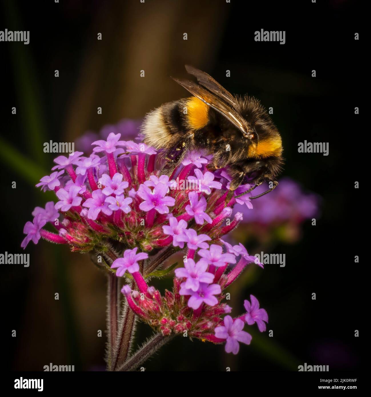 Un cierre sobre una abeja de cola blanca extrayendo néctar de una flor de verbena Foto de stock