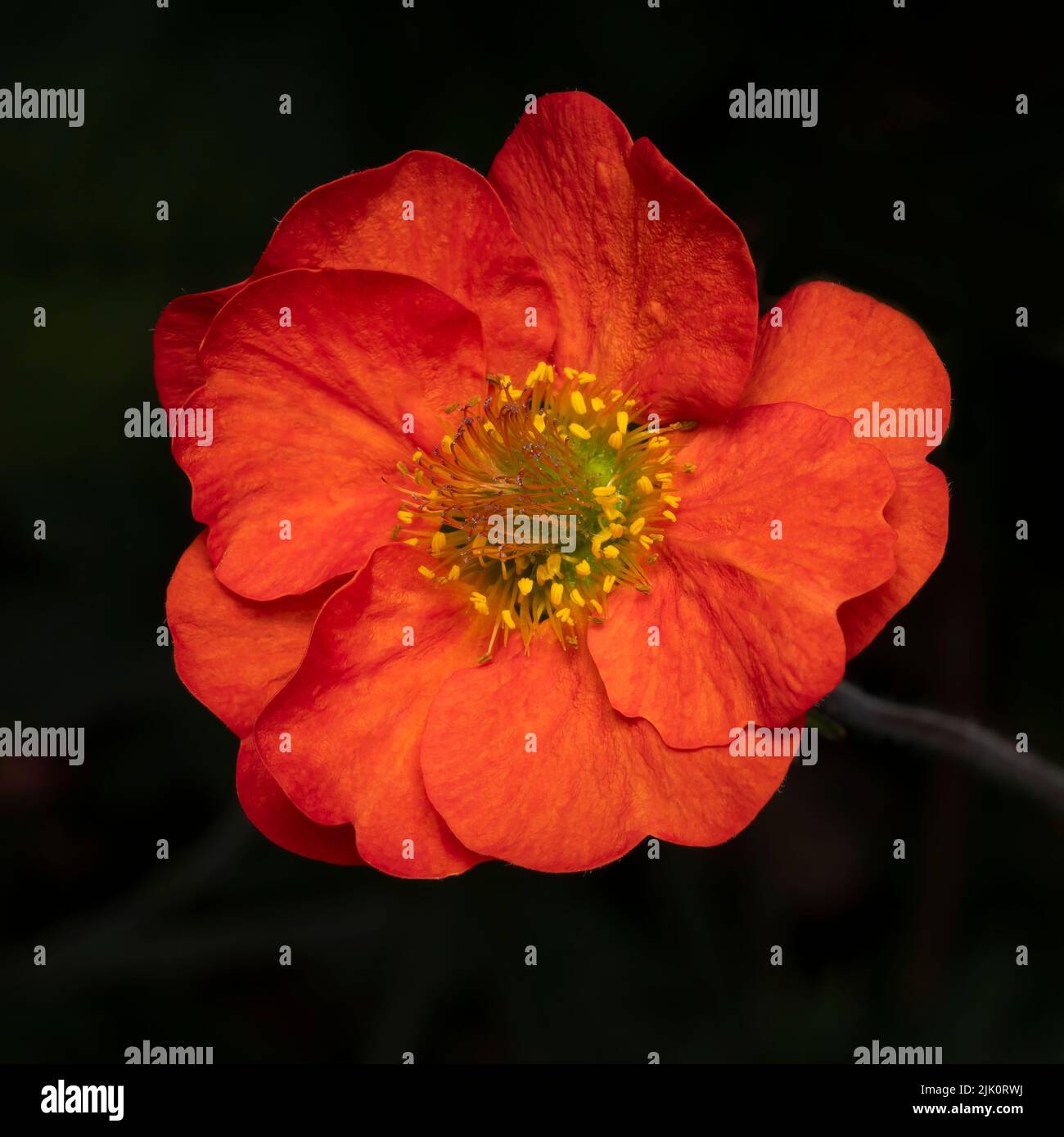 Un primer plano de una hermosa flor geum de color rojo brillante, fotografiada sobre un fondo oscuro Foto de stock