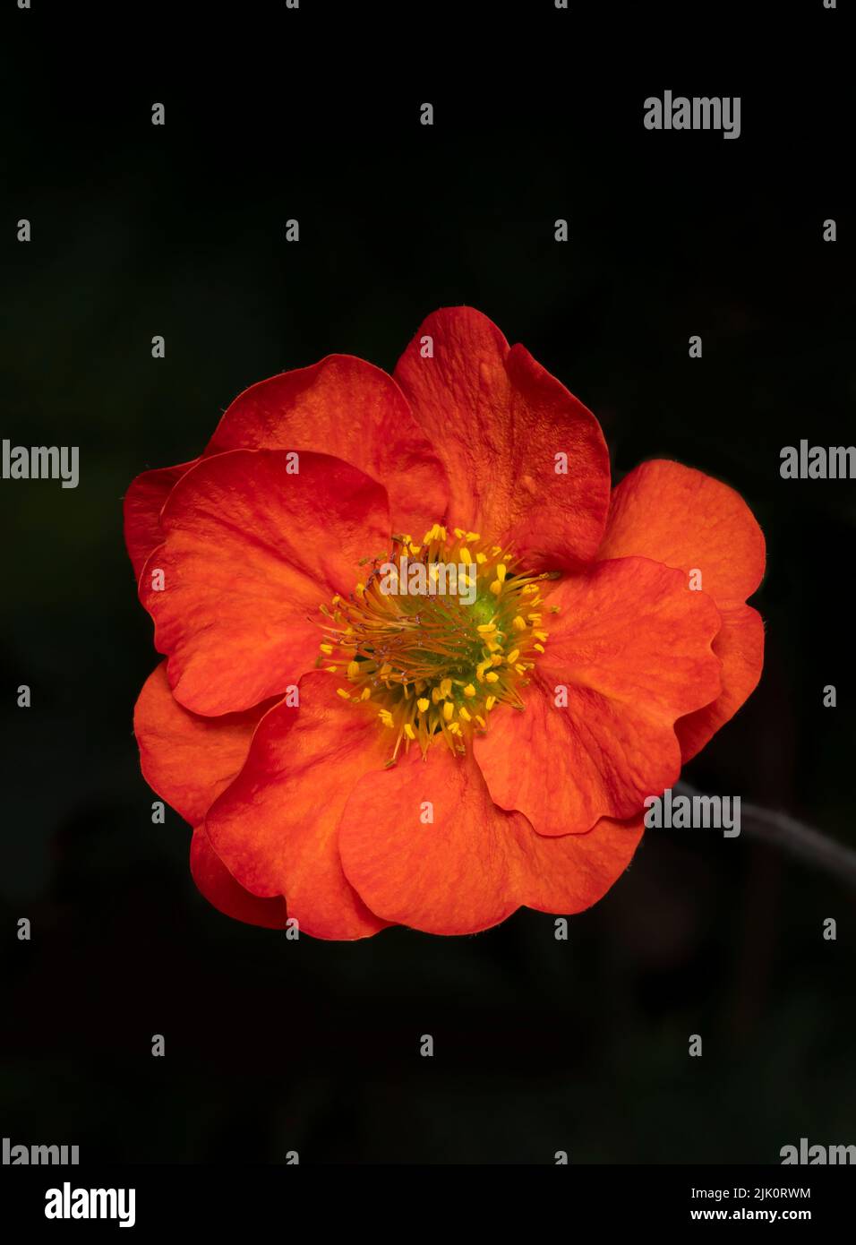 Un primer plano de una hermosa flor geum de color rojo brillante, fotografiada sobre un fondo oscuro Foto de stock