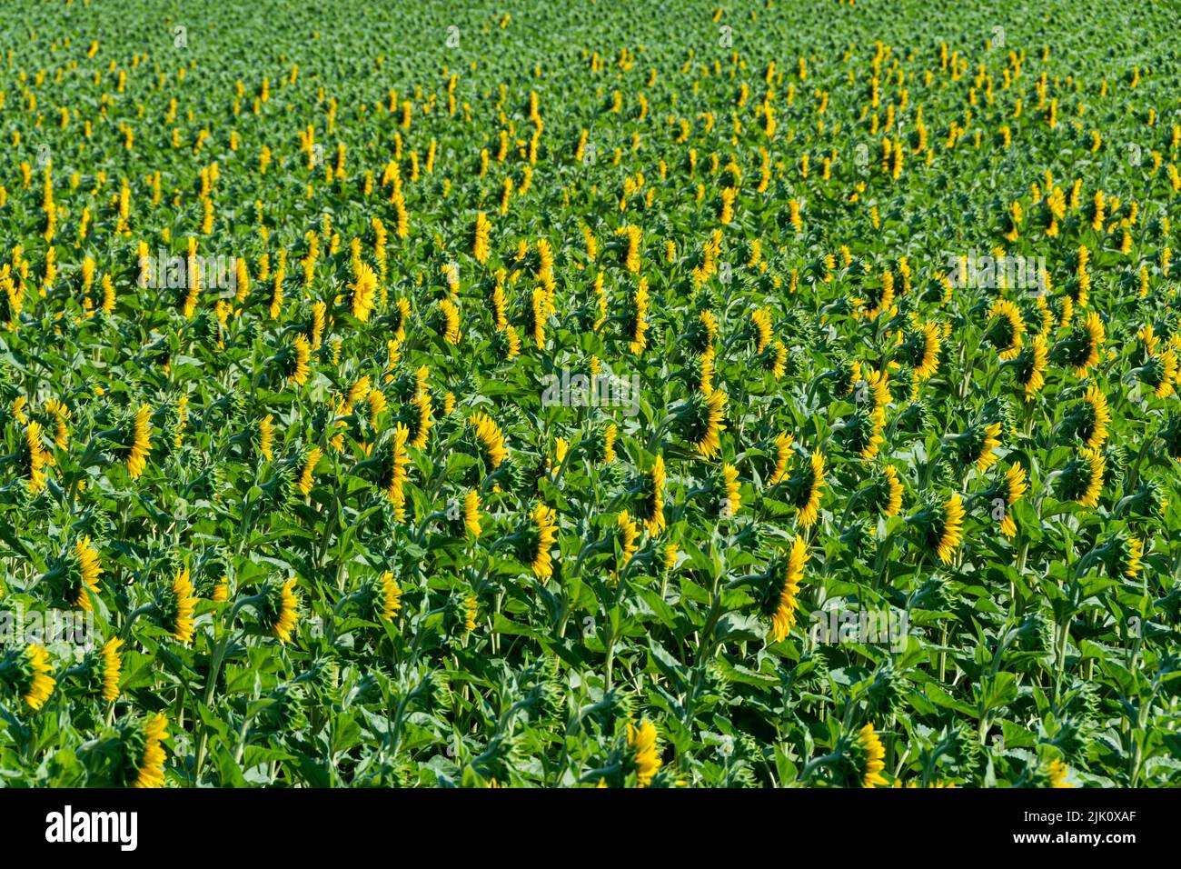 Vista de un creciente campo de girasoles (Helianthus annuus). Auvernia Ródano-Alpes, Francia Foto de stock