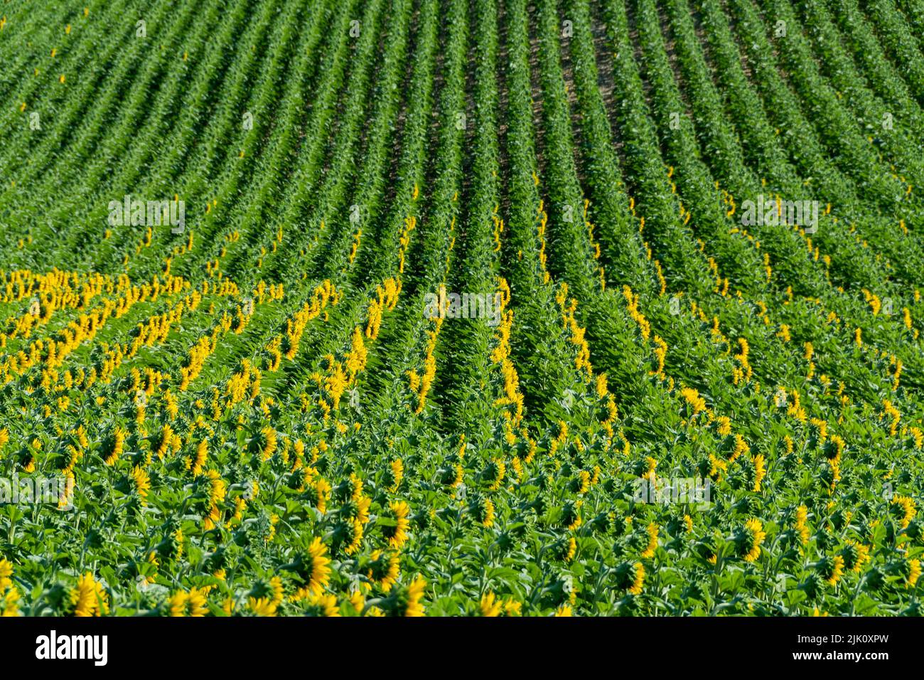 Vista de un creciente campo de girasoles (Helianthus annuus). Auvernia Ródano-Alpes, Francia Foto de stock