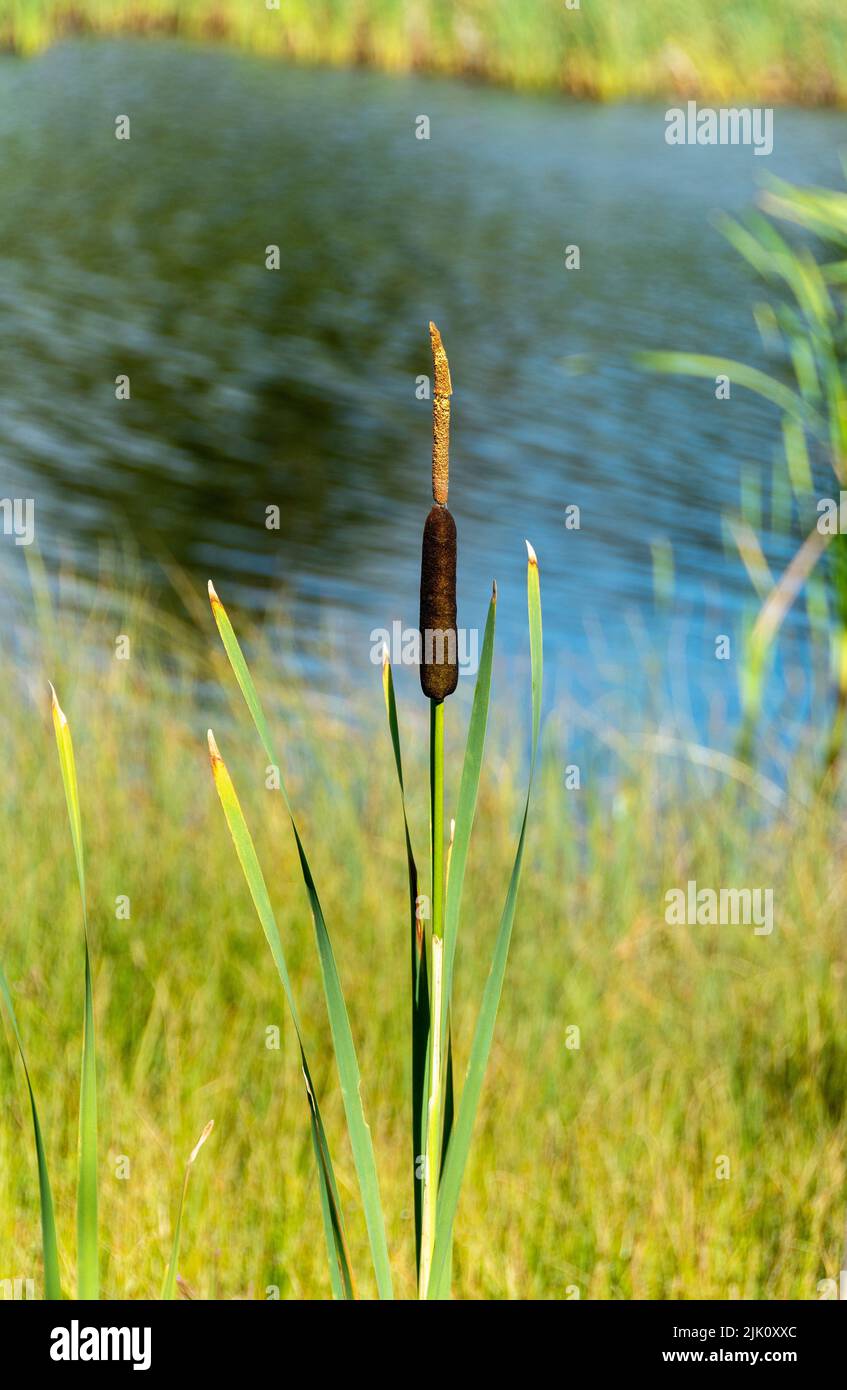 Plano vertical de una caña solitaria creciendo en la orilla verde del estanque en un día soleado Foto de stock