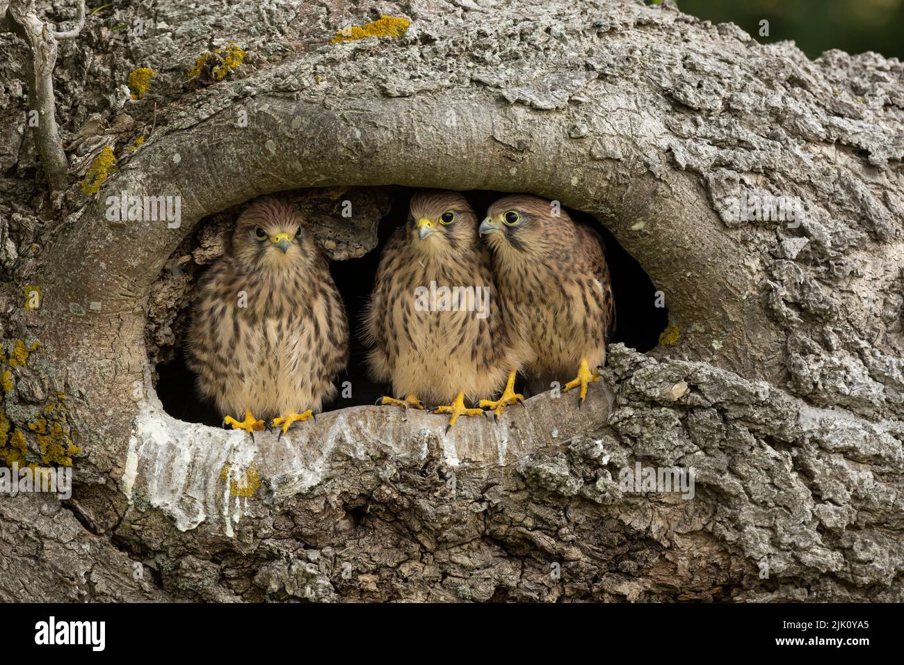 Cernícalos jóvenes en su nido Foto de stock