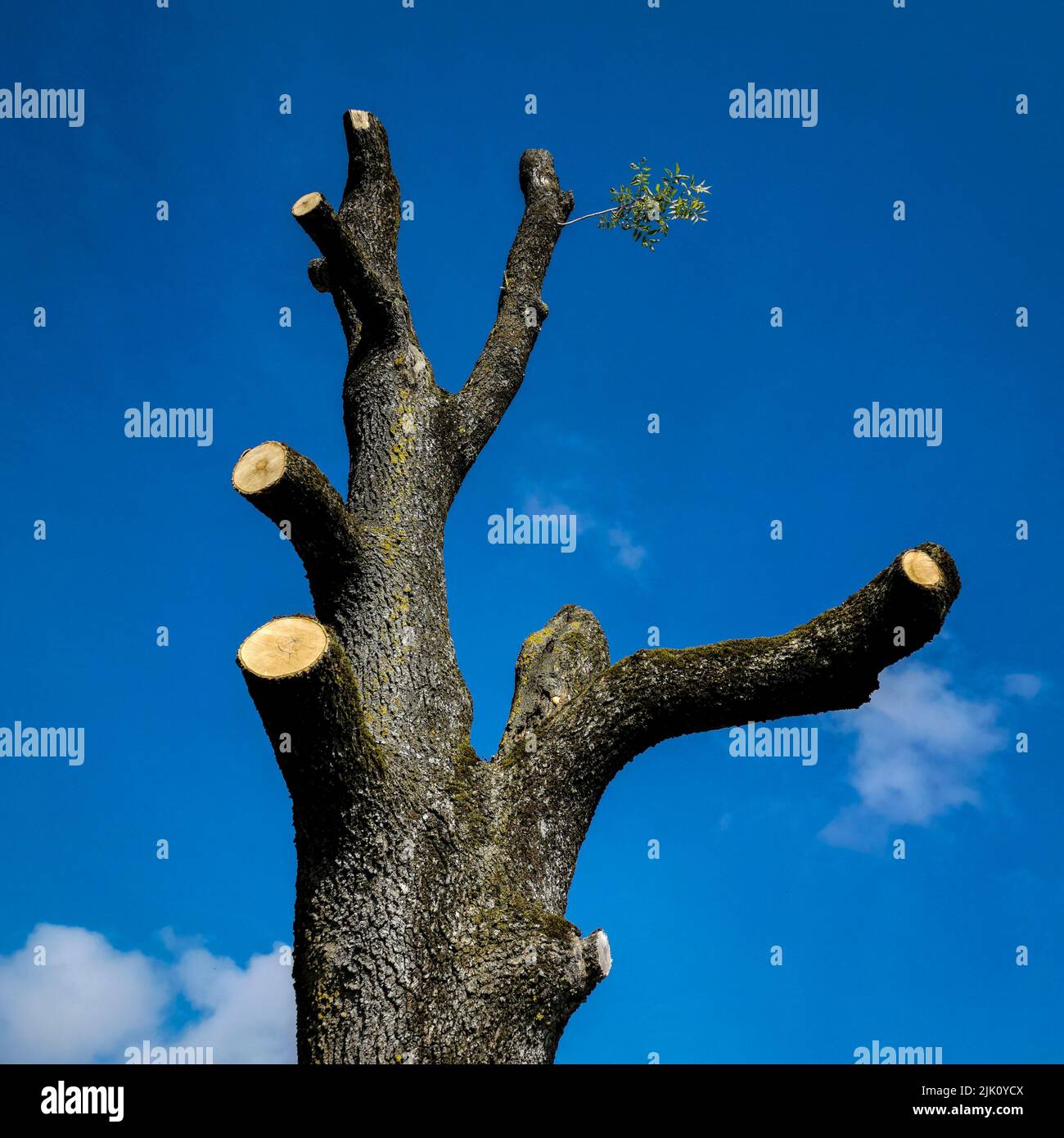 Plano de ángulo bajo del tronco musgoso de un árbol desnudo con ramas cortadas bajo un cielo azul claro Foto de stock