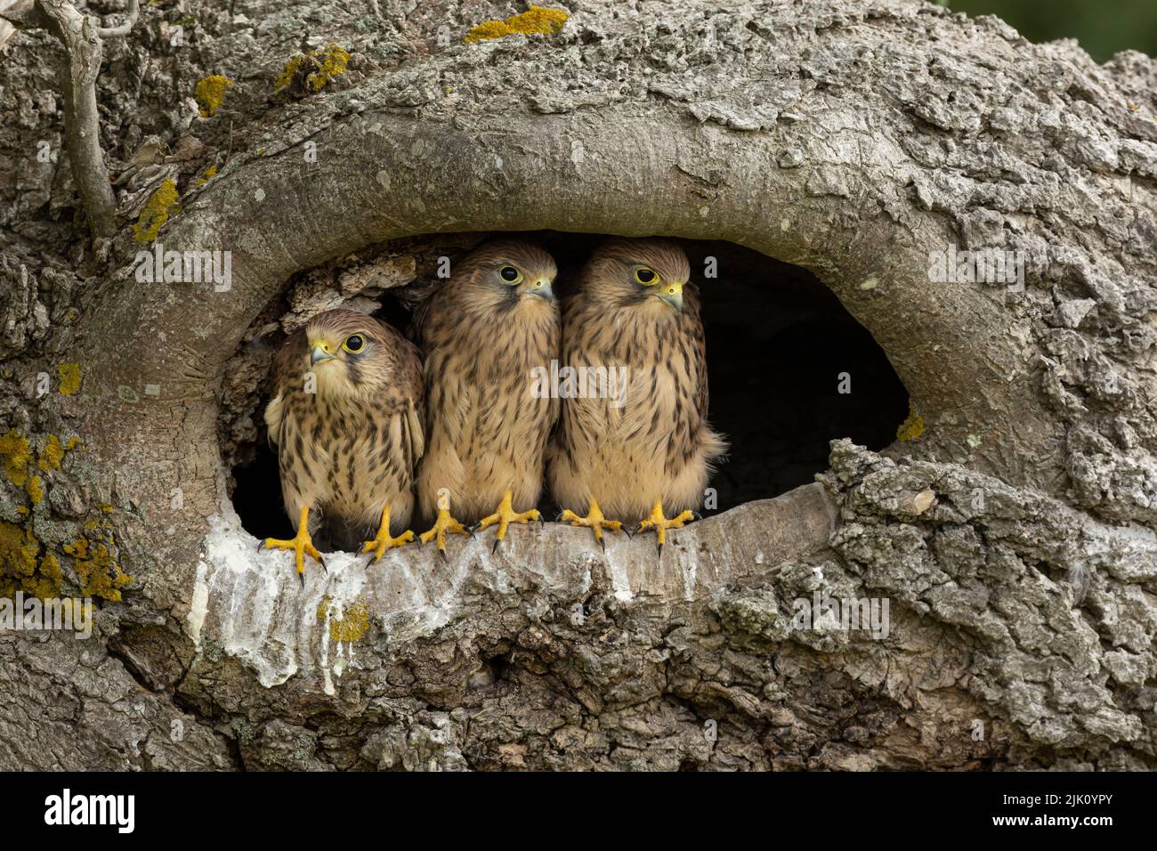 Cernícalos jóvenes en su nido Foto de stock
