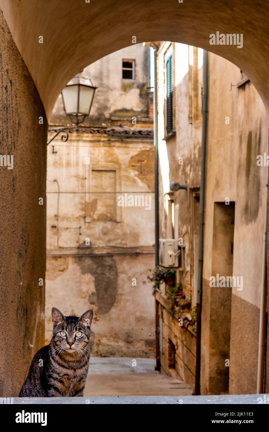 Gatos estrados en las callejuelas de Loreto Aprutino, Italia Foto de stock